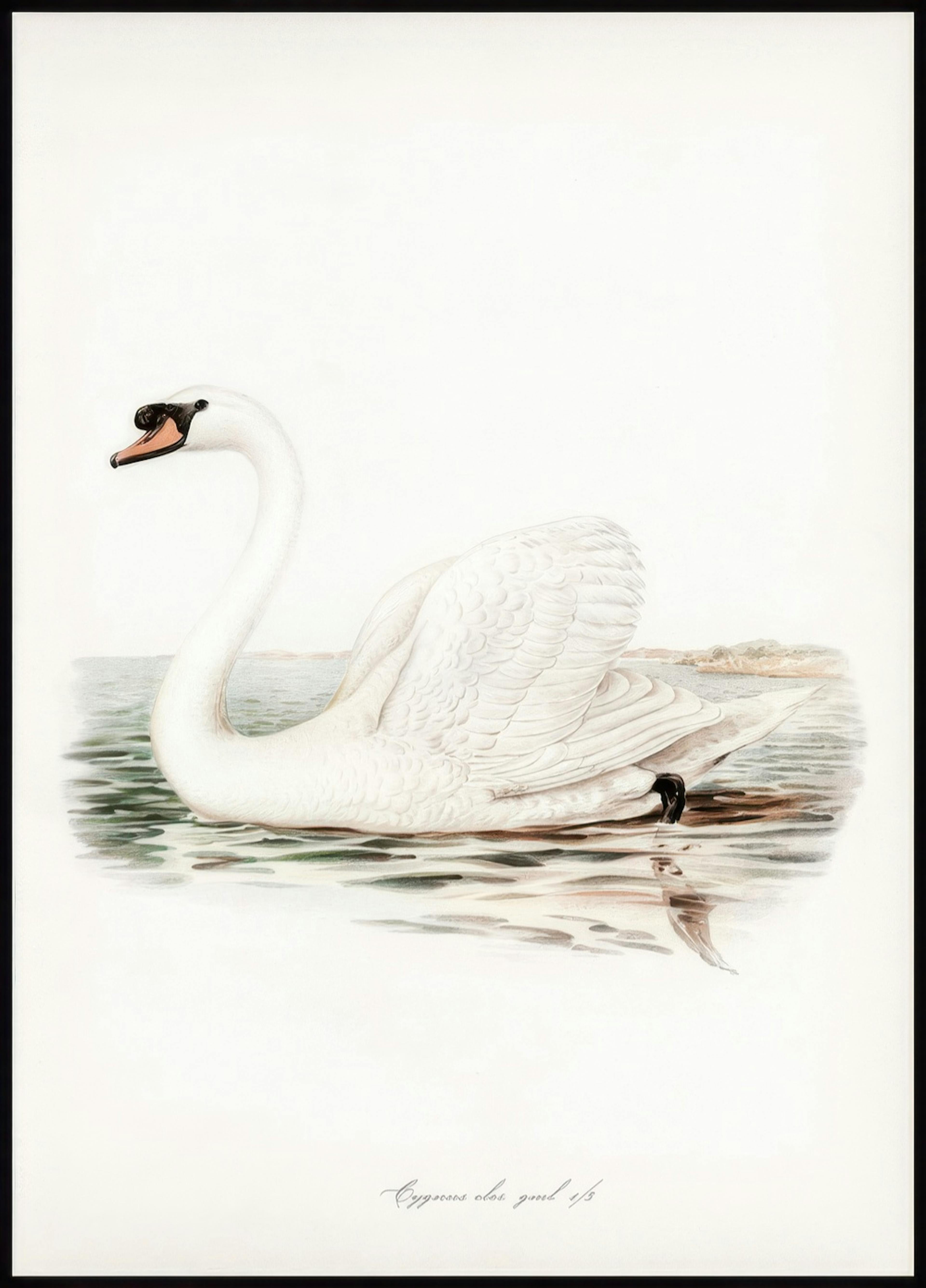 Majestætisk Svane Illustration Plakat 0