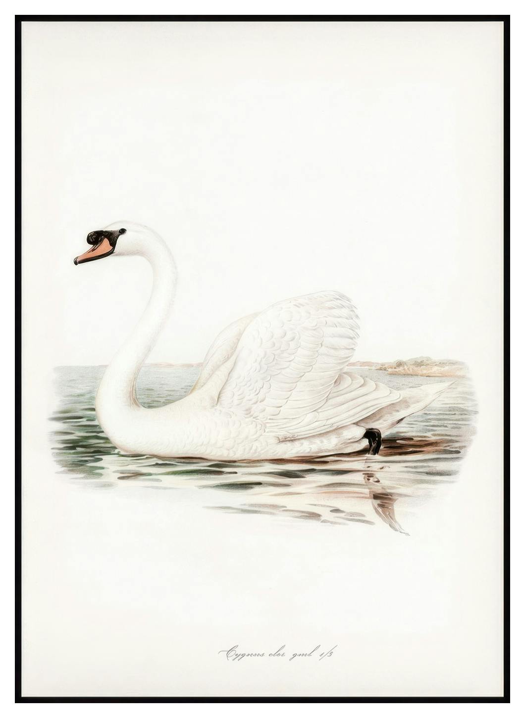 Majestueuze Zwaan Illustratie Poster (21x30 cm) - Poster Store