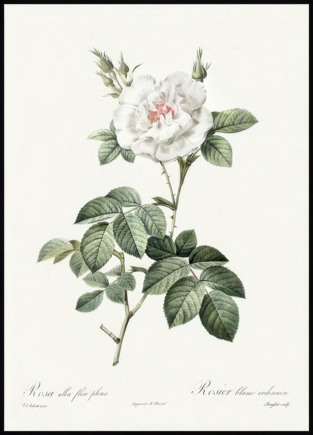 White Rose Illustration Poster 0