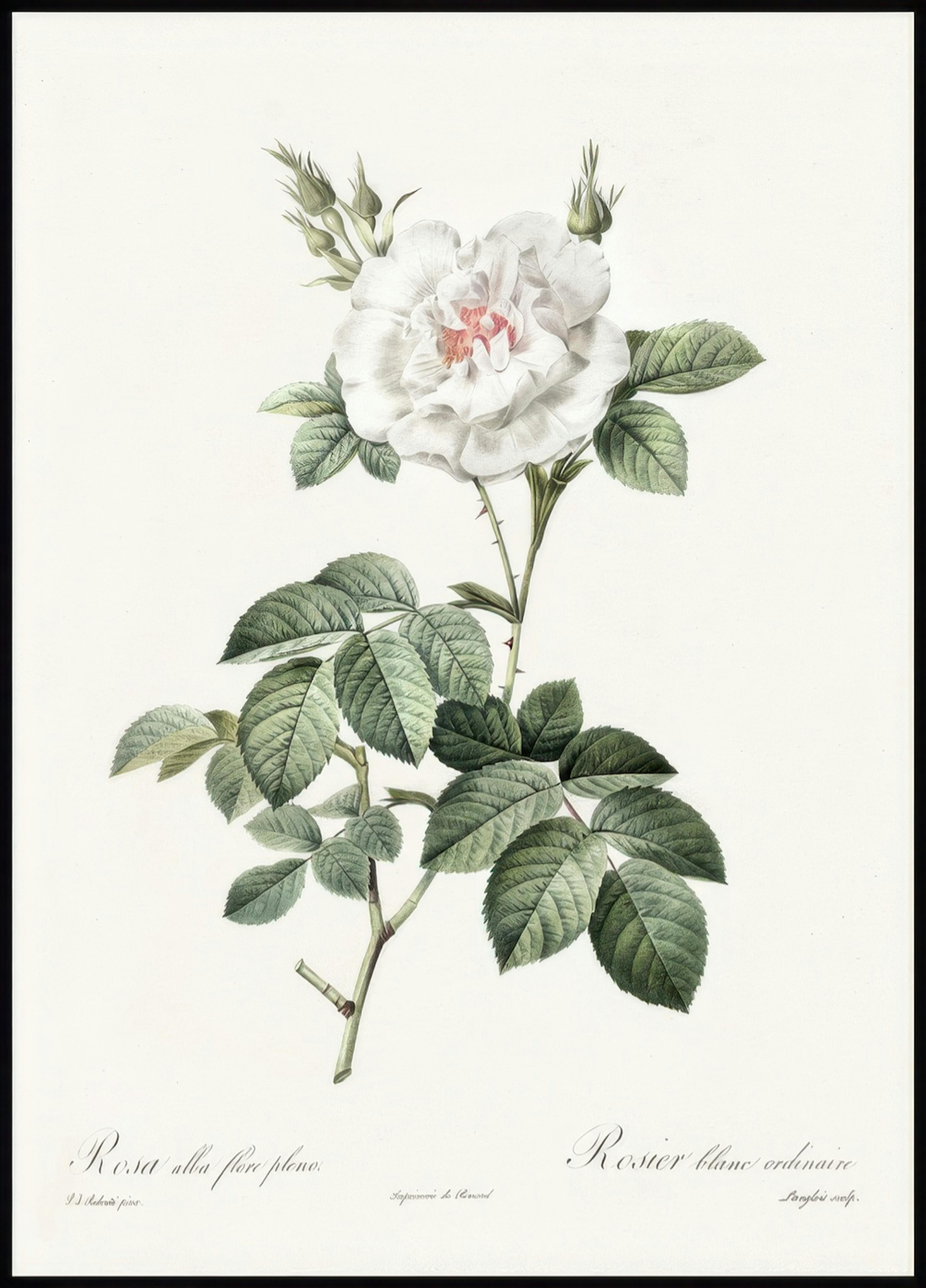 Hvid Rose Illustation Plakat 0