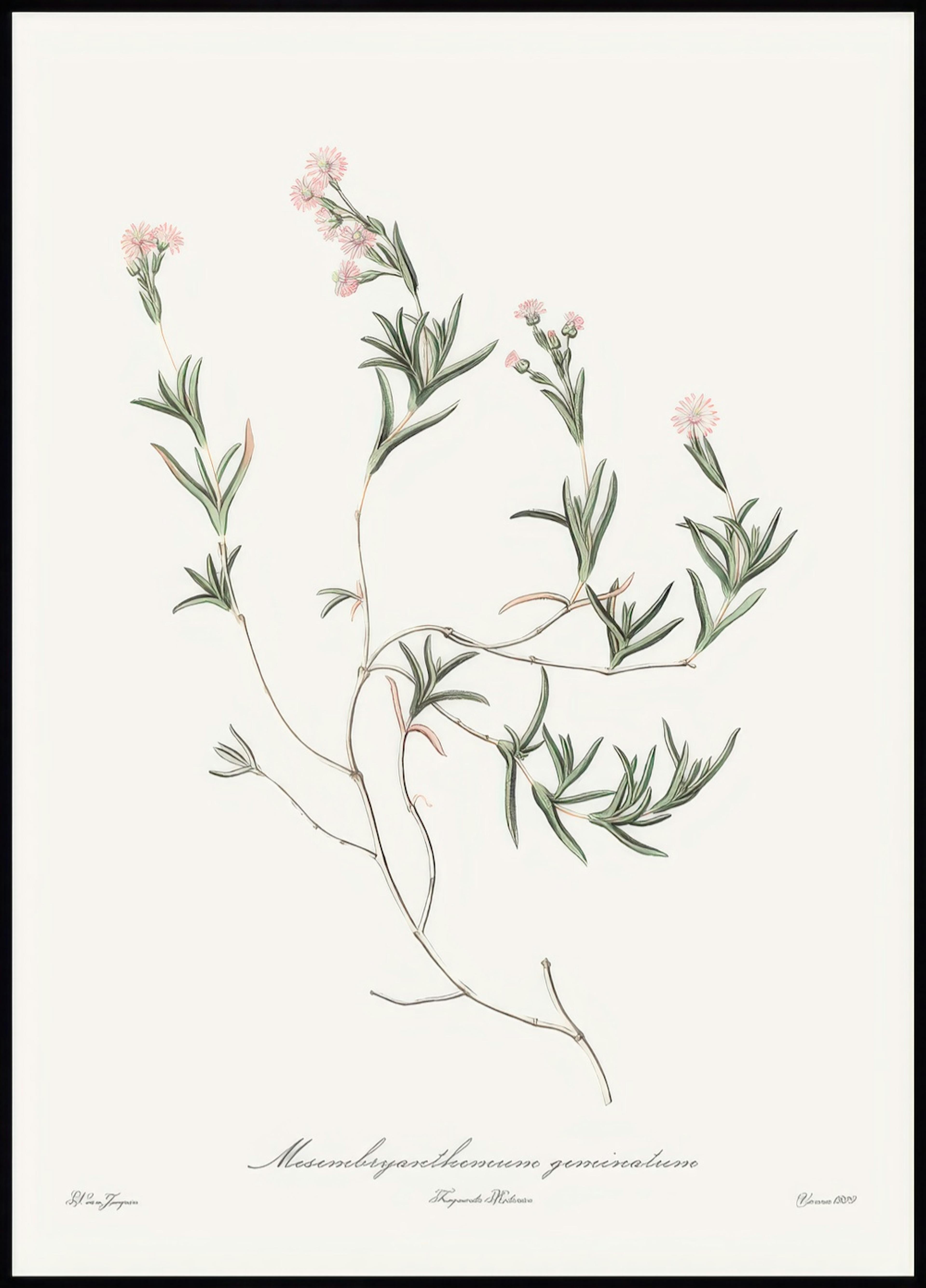 분홍 야생화 일러스트 포스터 0