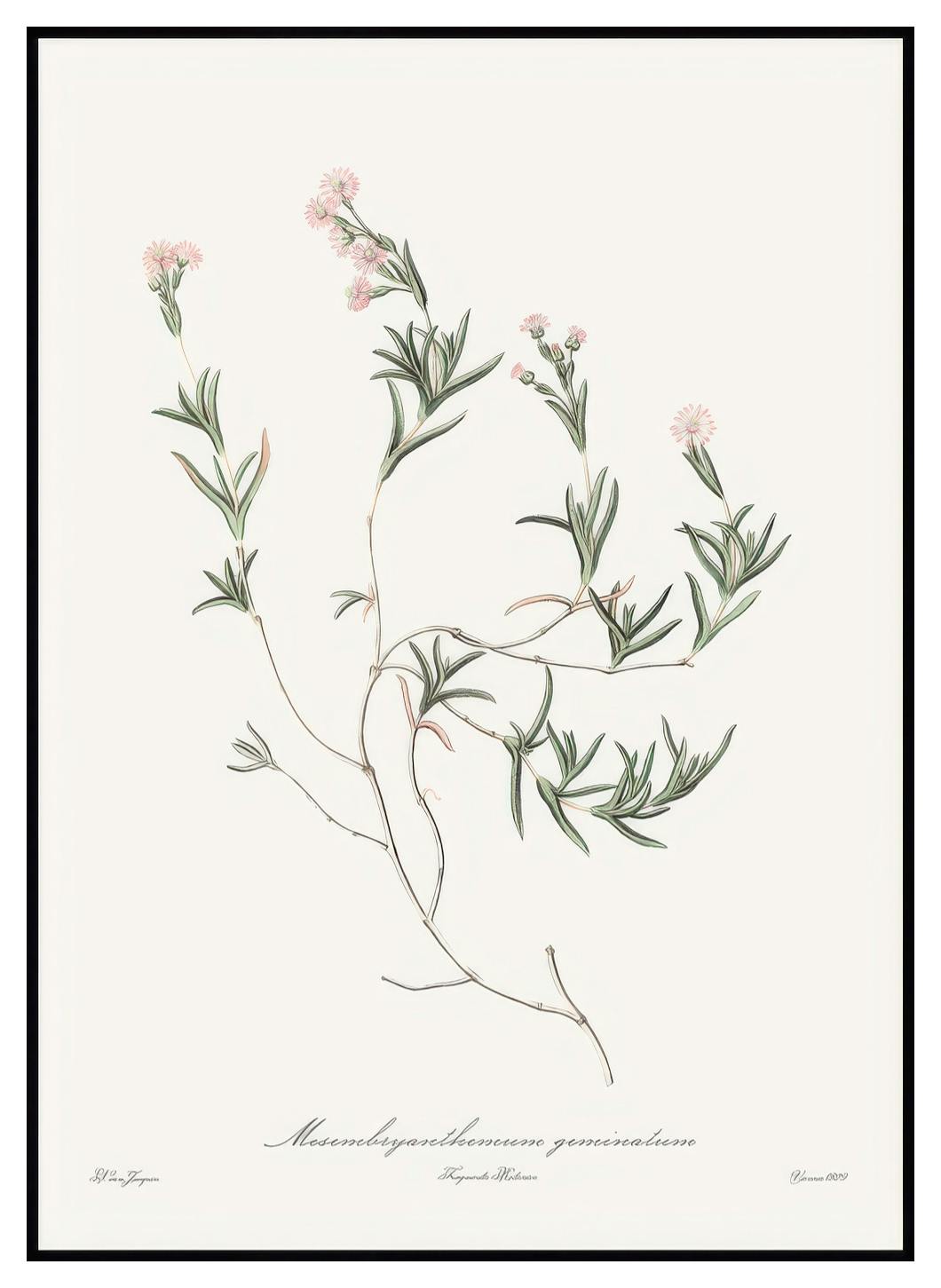 Poster Illustration plante rose (21x30 cm) - Poster Store