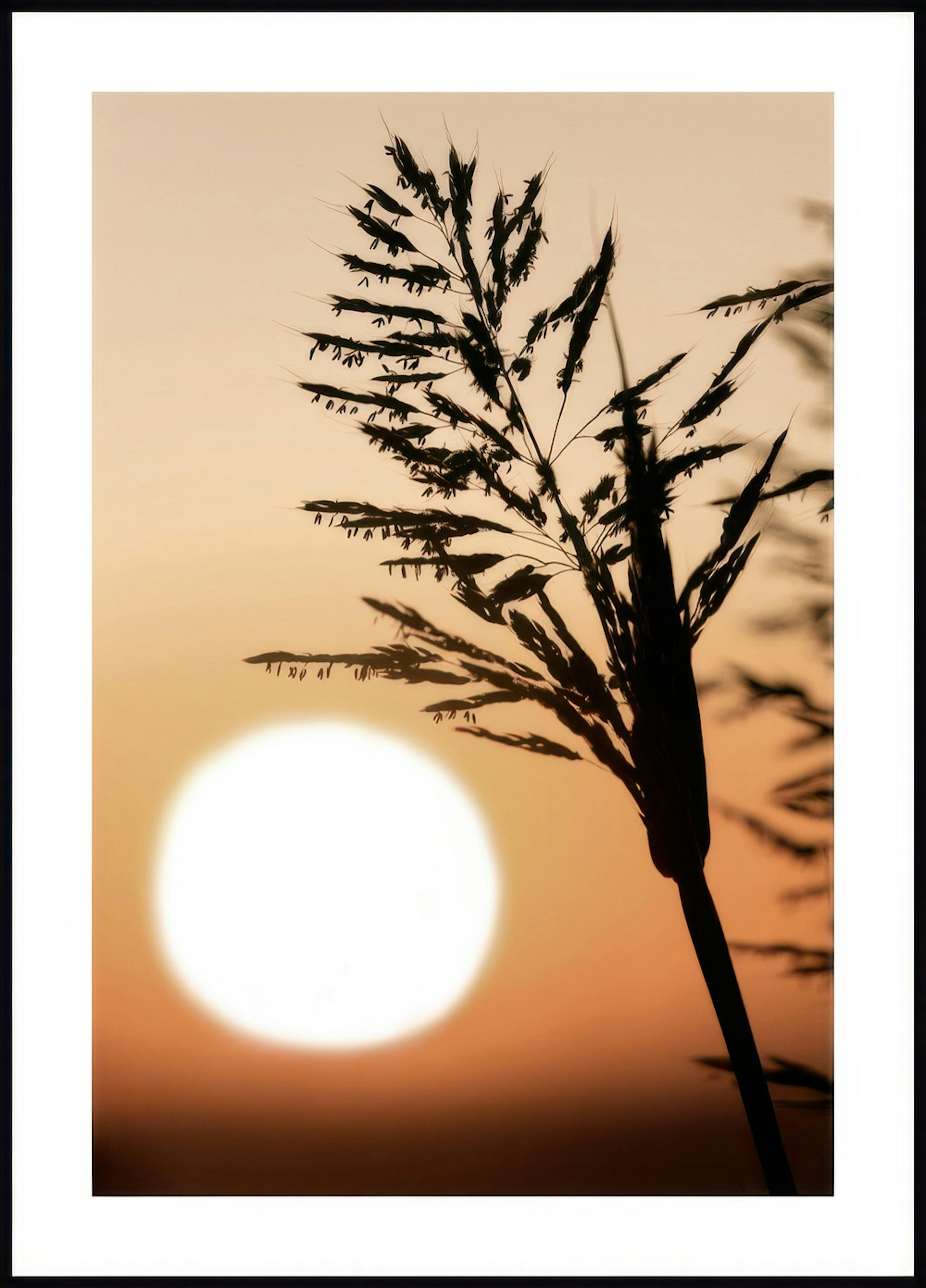 Plante Coucher de Soleil Poster 0
