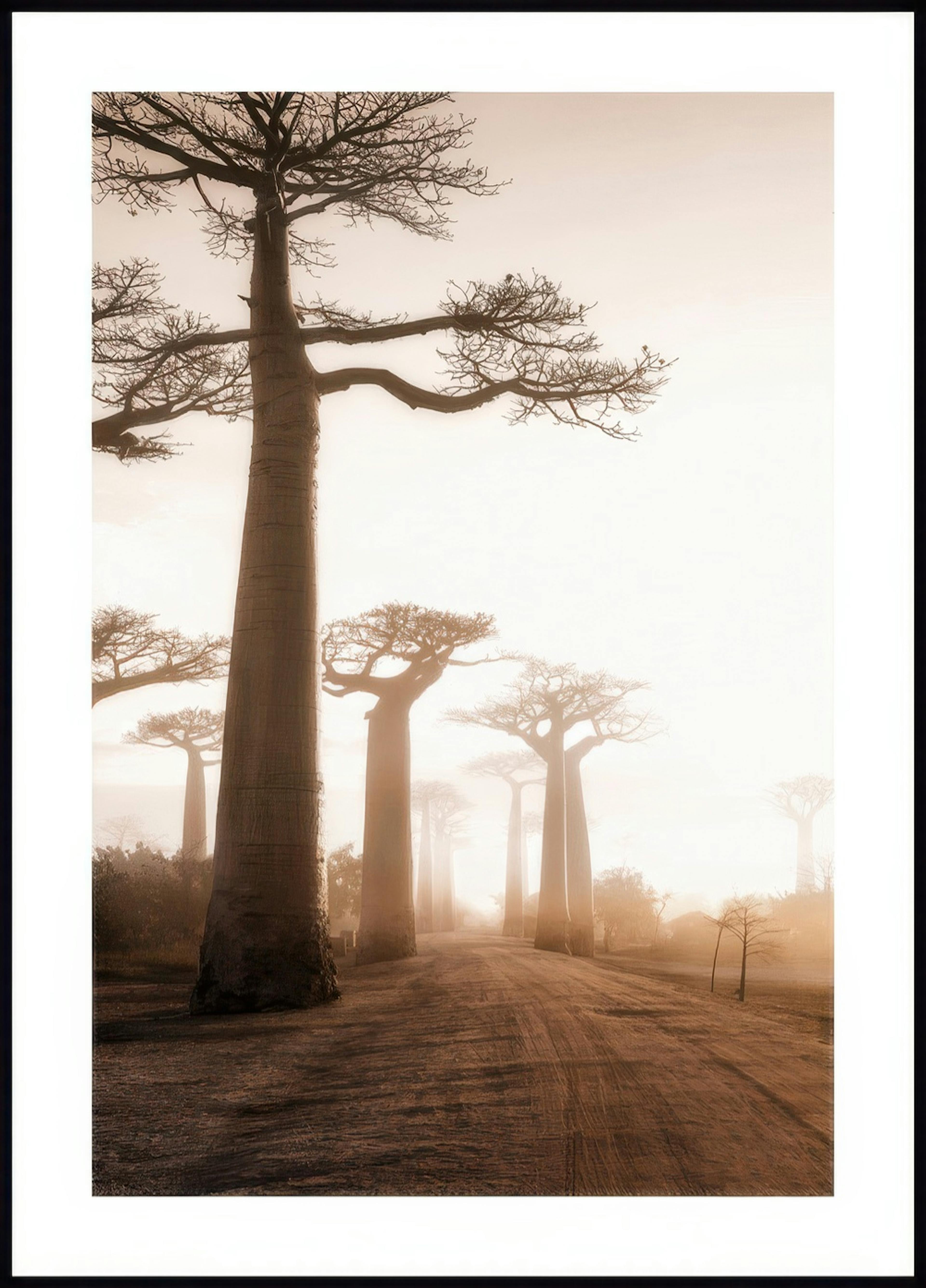 Poster Arbre Baobab 0