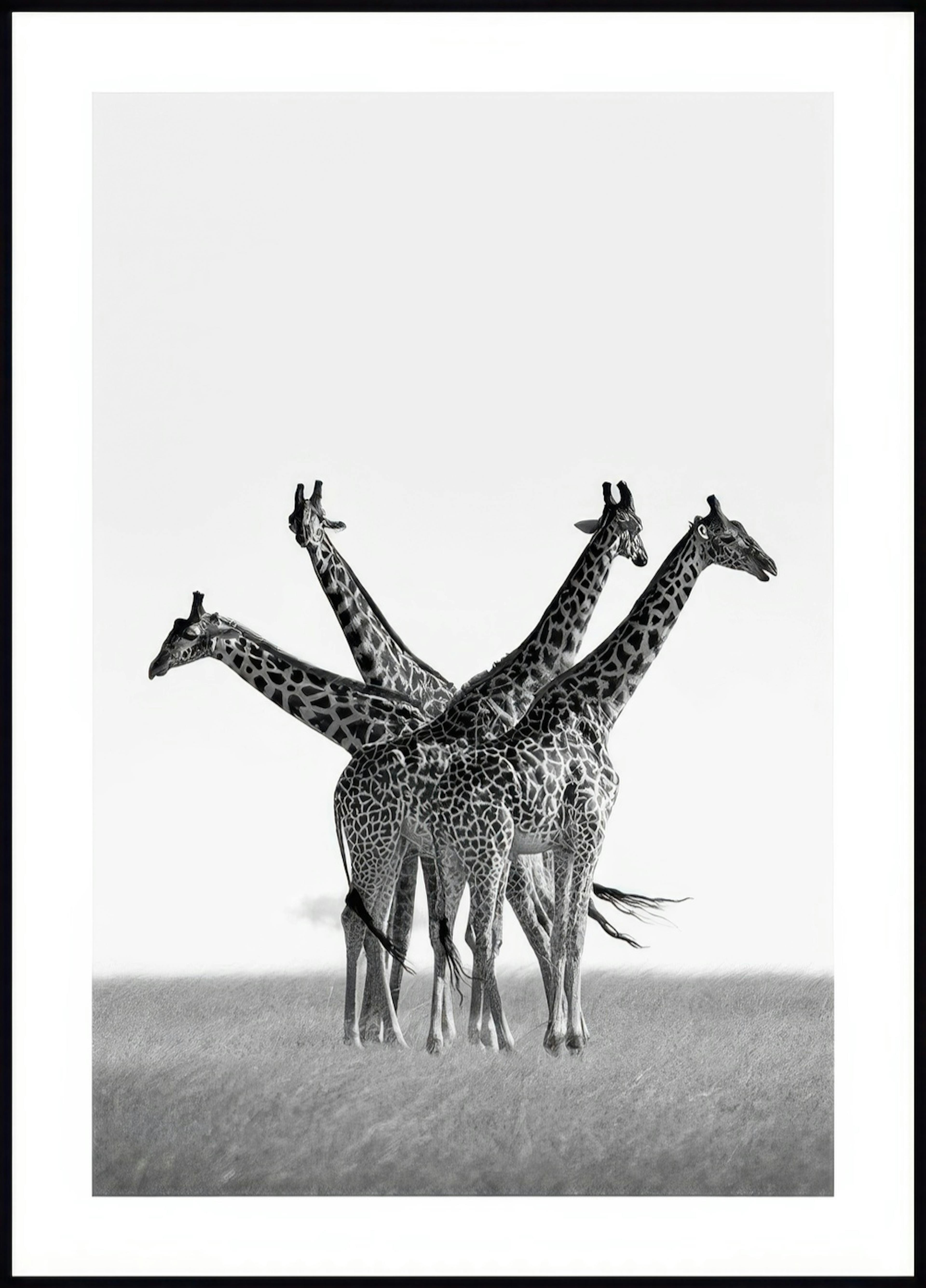 Giraffes on the Savannah Poster 0