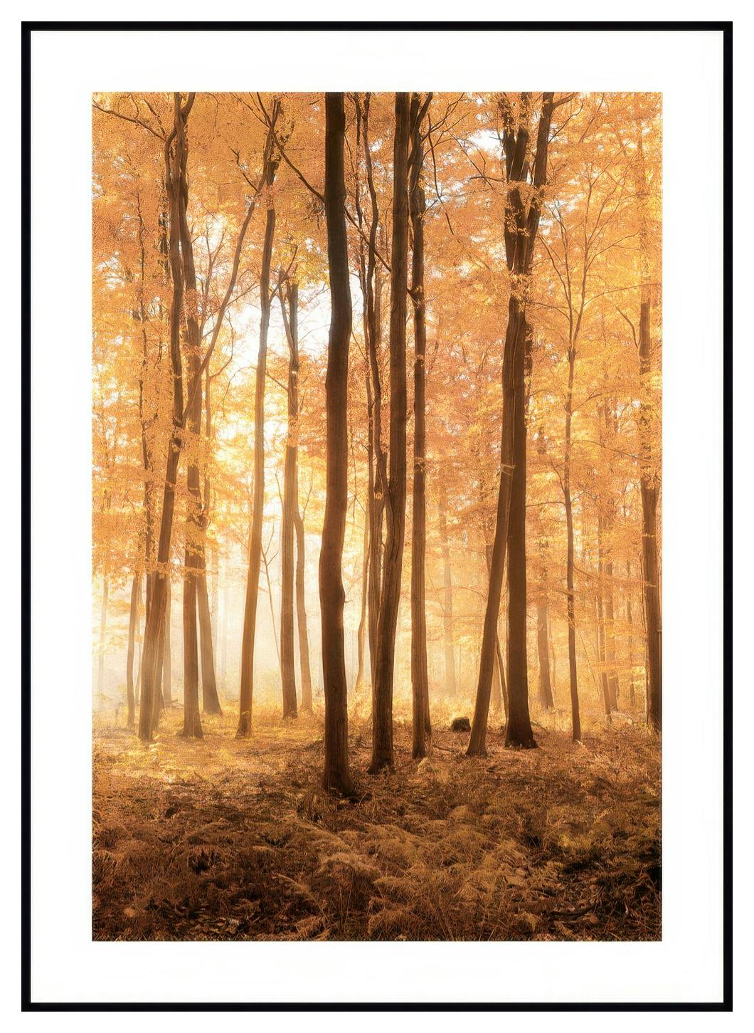 Herfst Bomen Poster (30x40 cm) - Poster Store