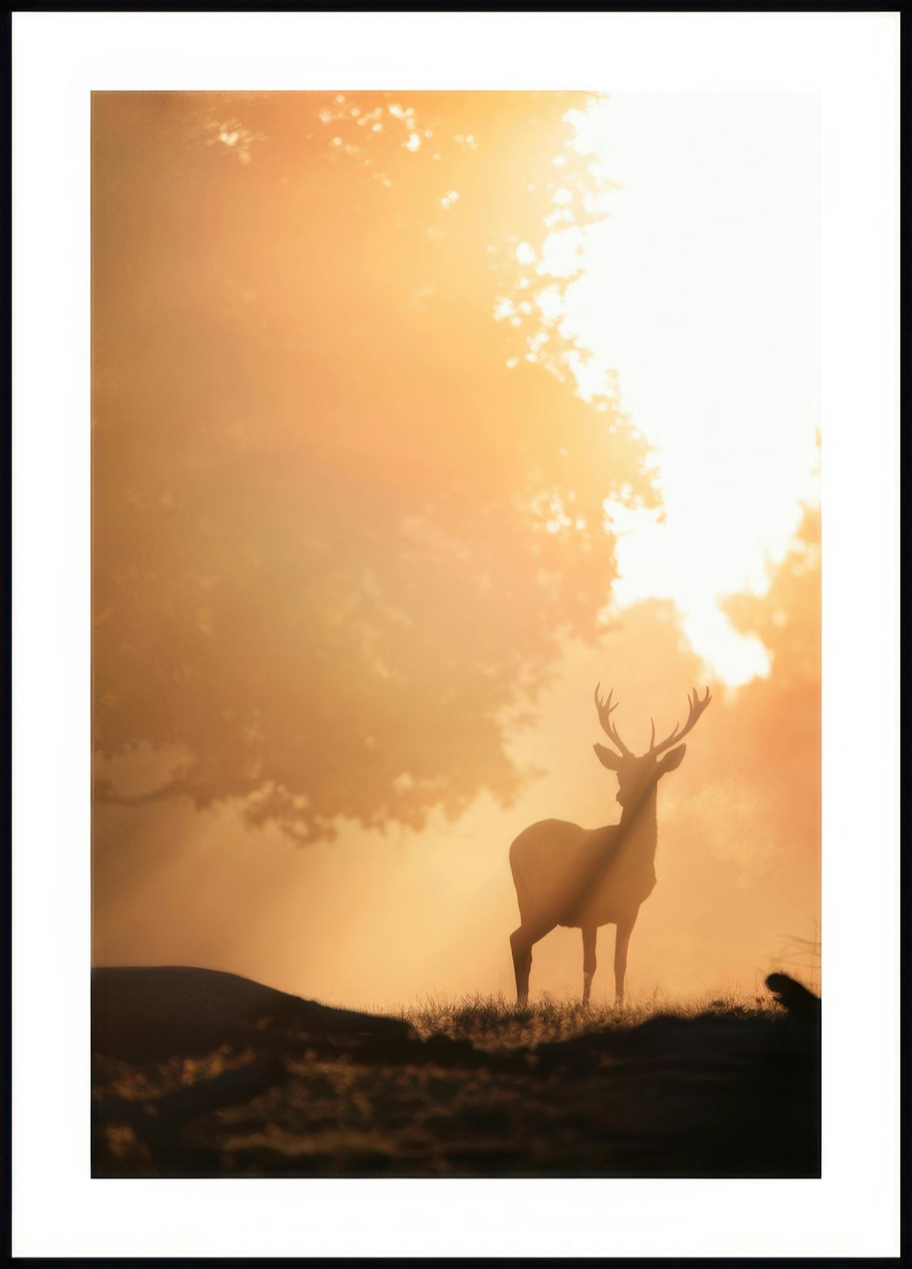 Deer in Golden Light Poster 0