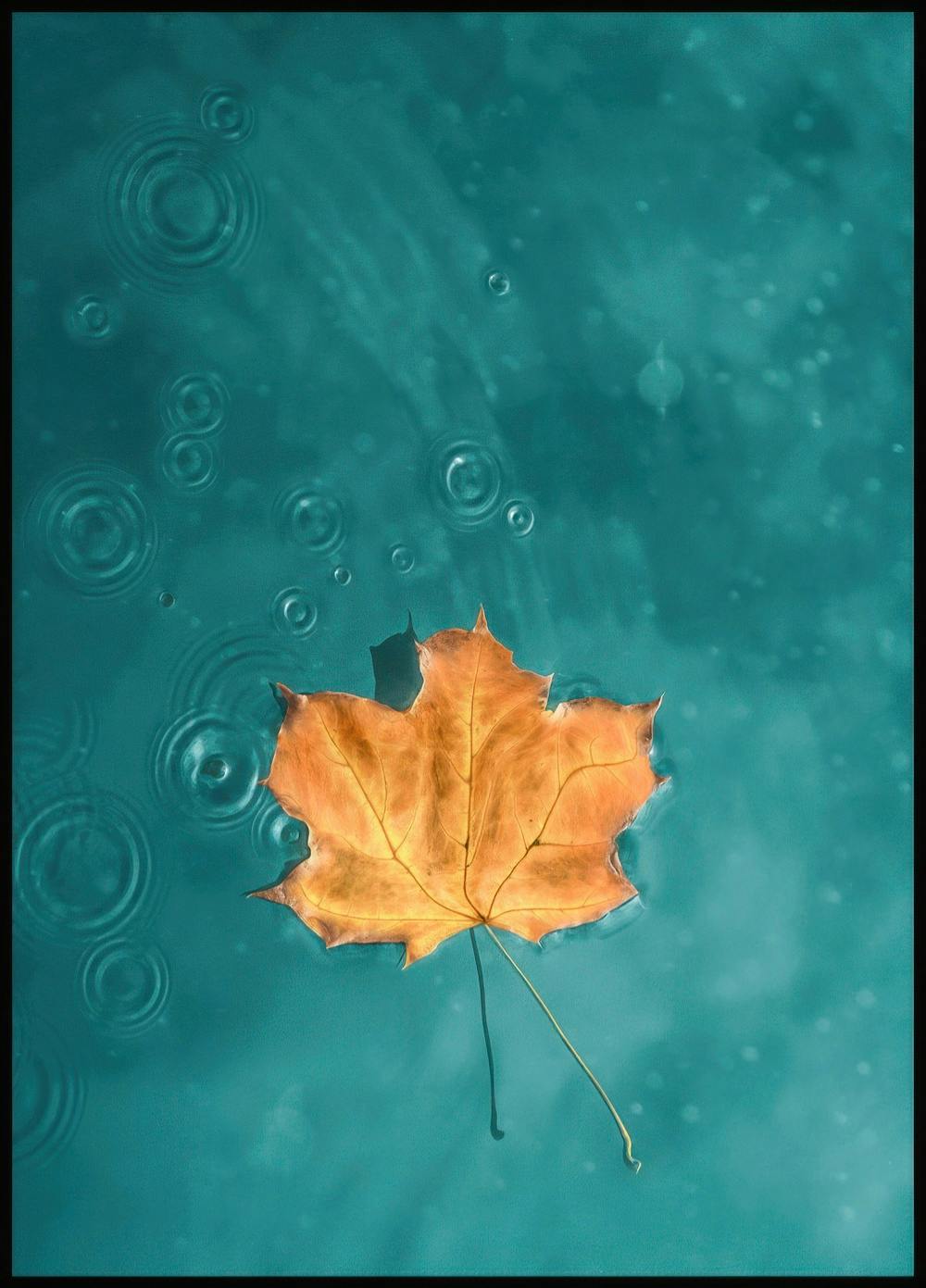 Leaf in Blue Lake Poster 0