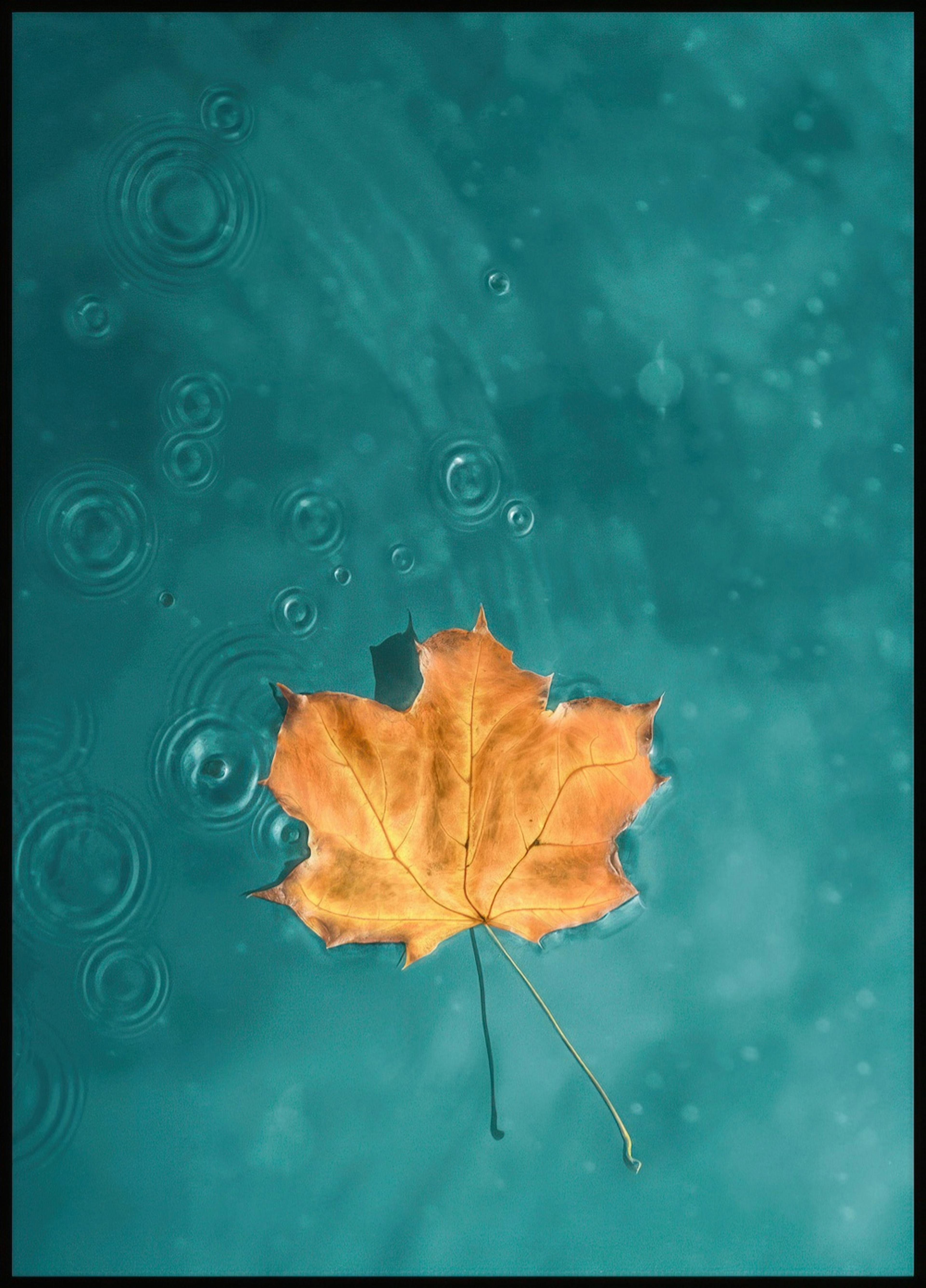 Blatt um blauen See Poster 0