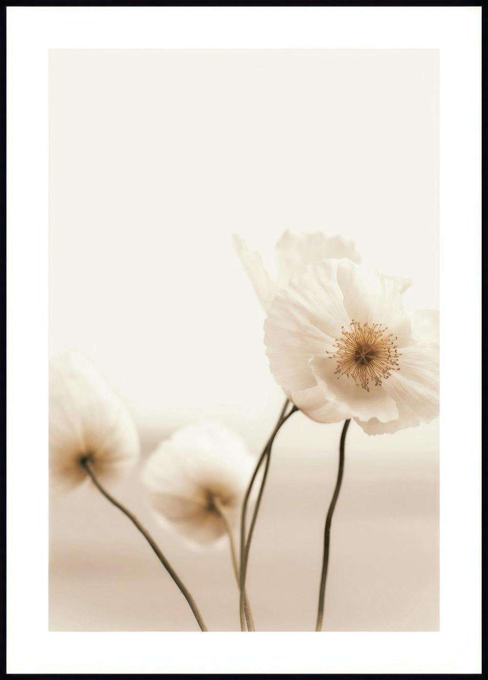 Wild Poppy Poster 0