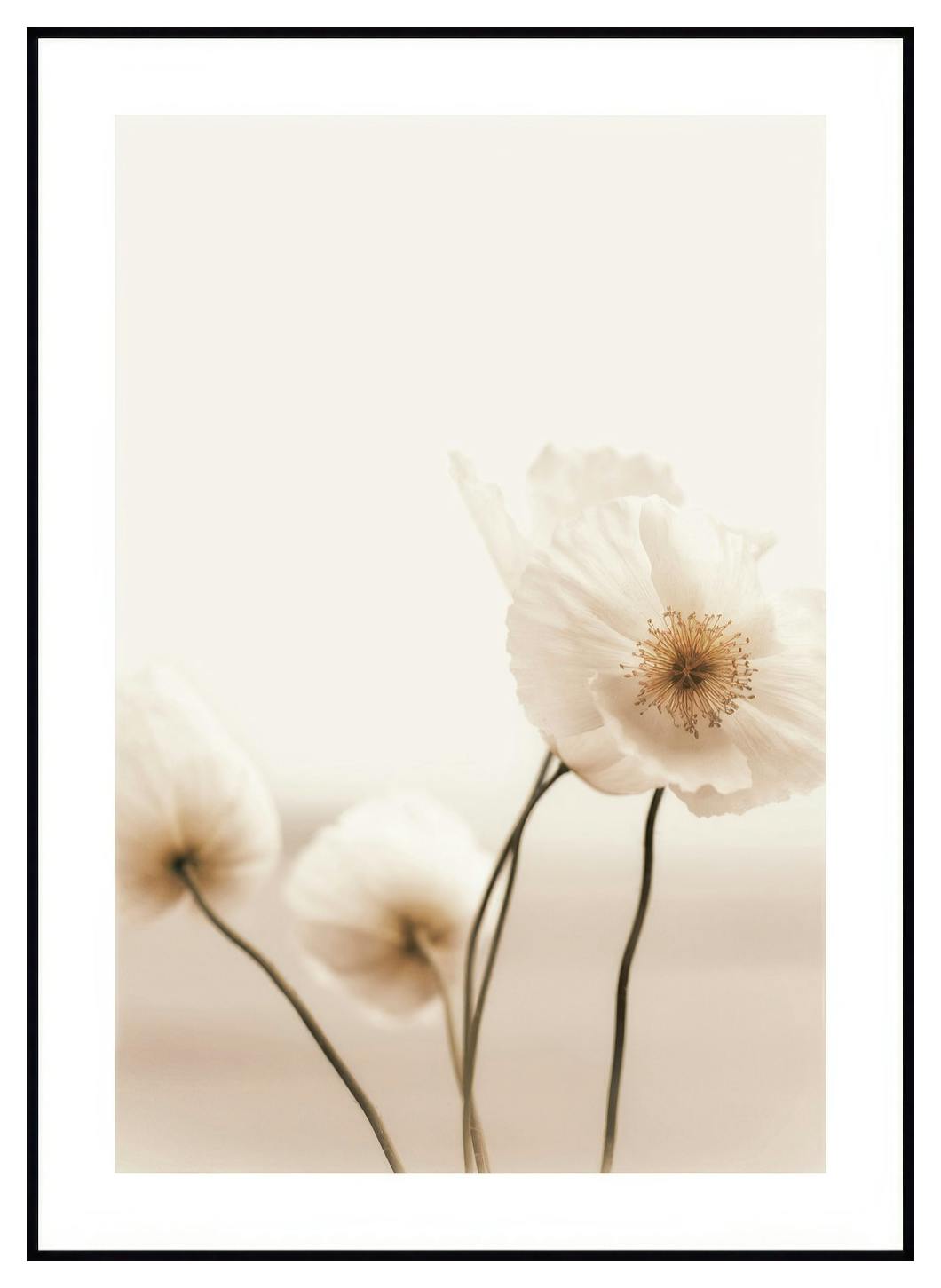 Wilde klaproos Poster (21x30 cm) - Poster Store