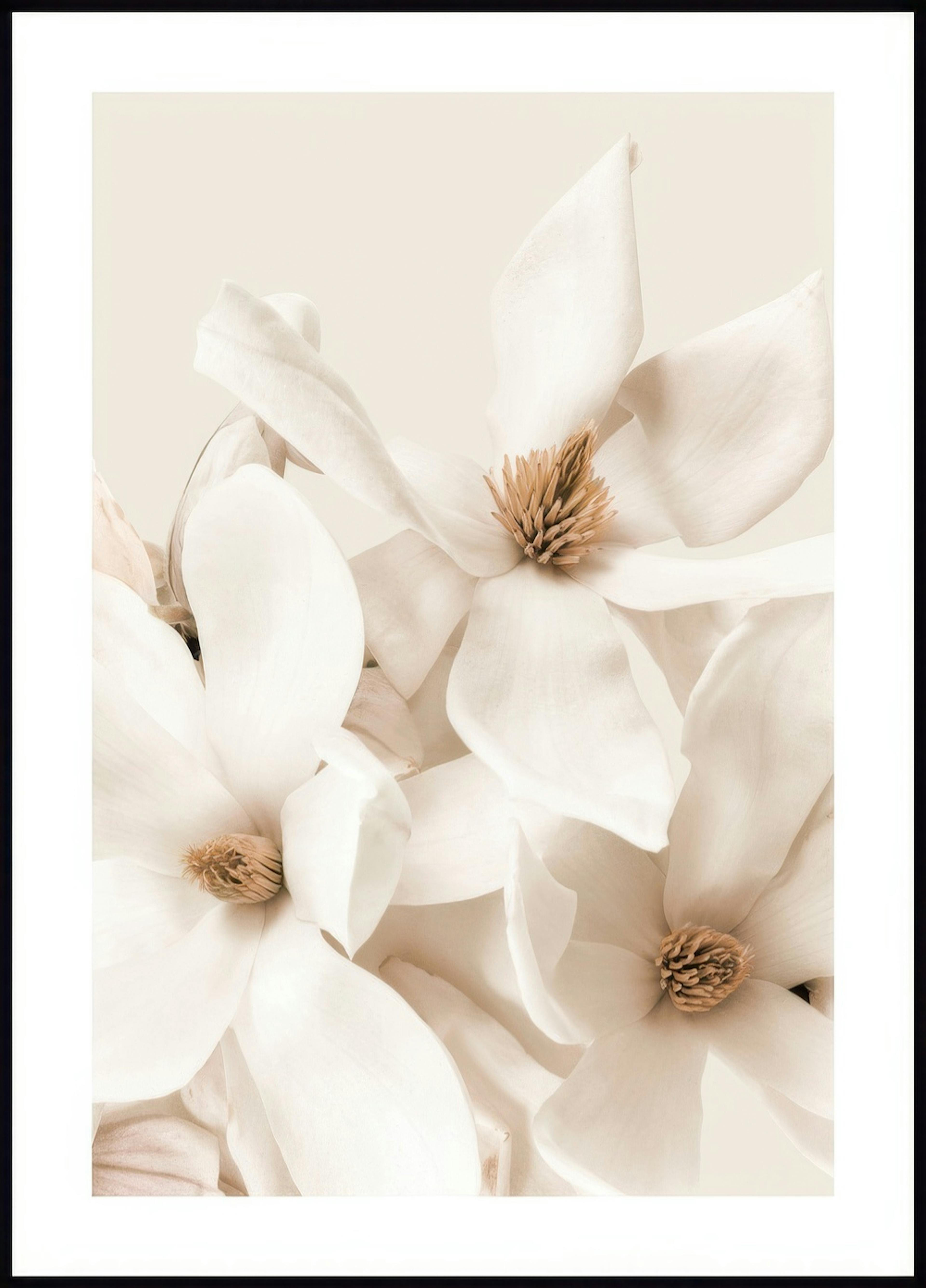 Kukkiva Magnolia Juliste 0
