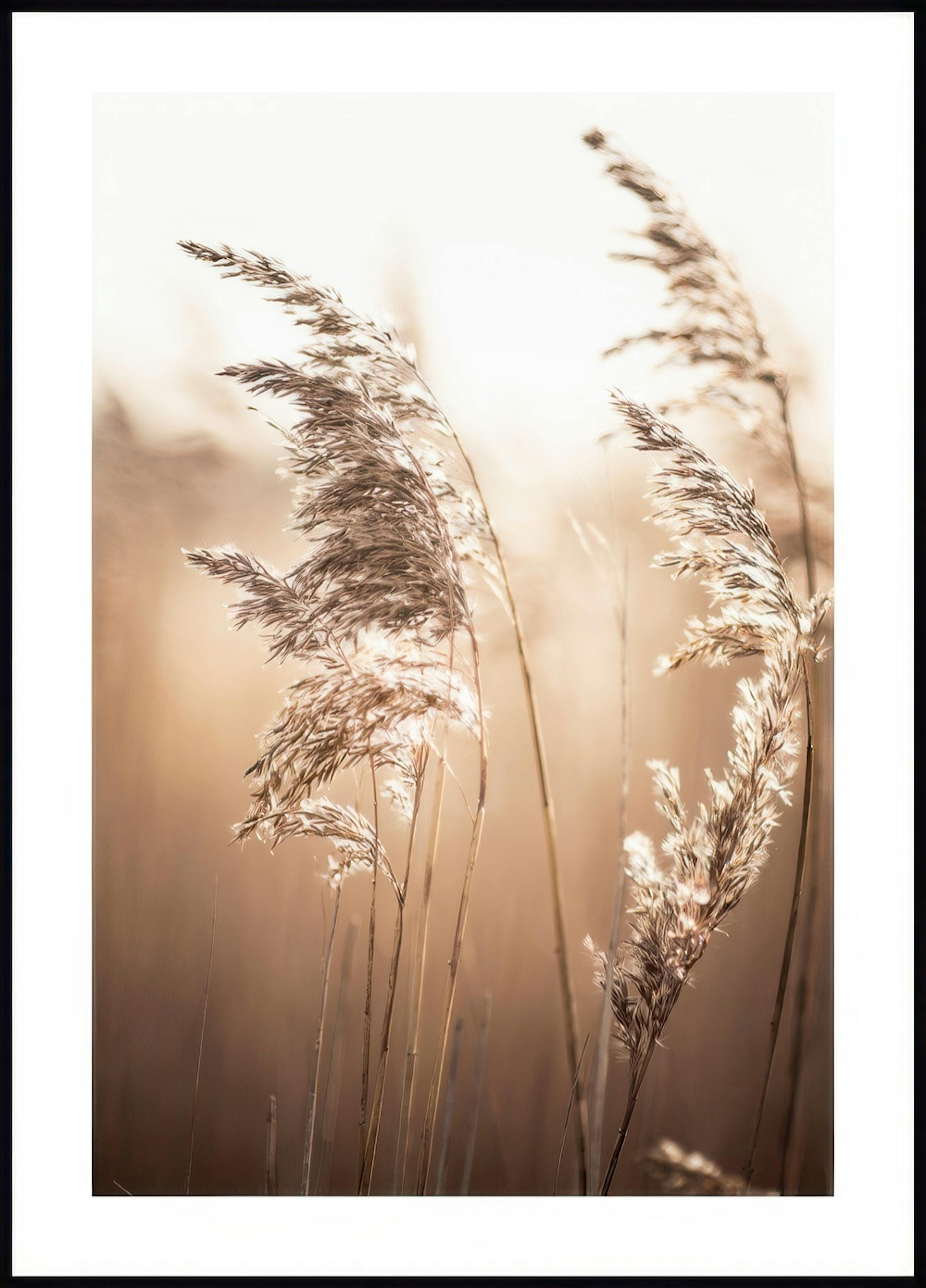 Sunlight Reed Poster 0