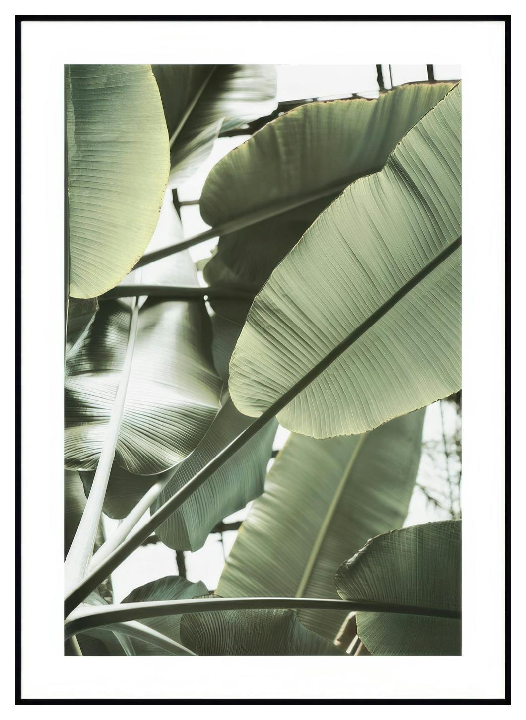 Prints Banana Leaves Closeup Poster (21x30 cm) - Poster Store