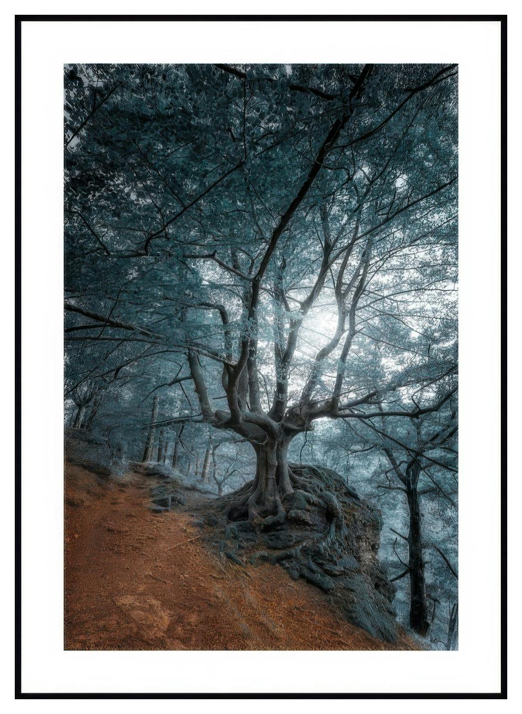 Pajumetsä Juliste (50x70 cm) - Poster Store