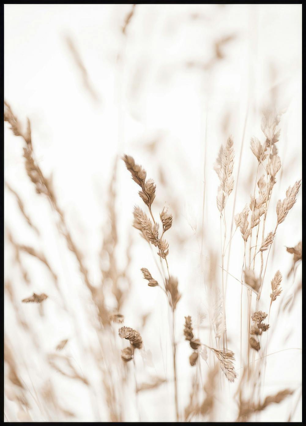 Erba Beige Poster 0