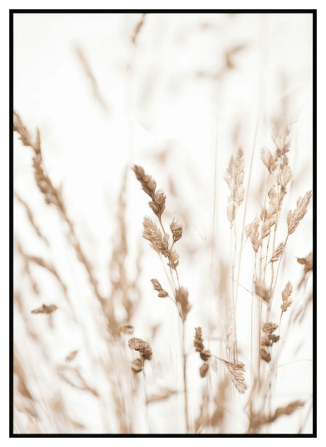 Beiget Kaislat Juliste (50x70 cm) - Poster Store