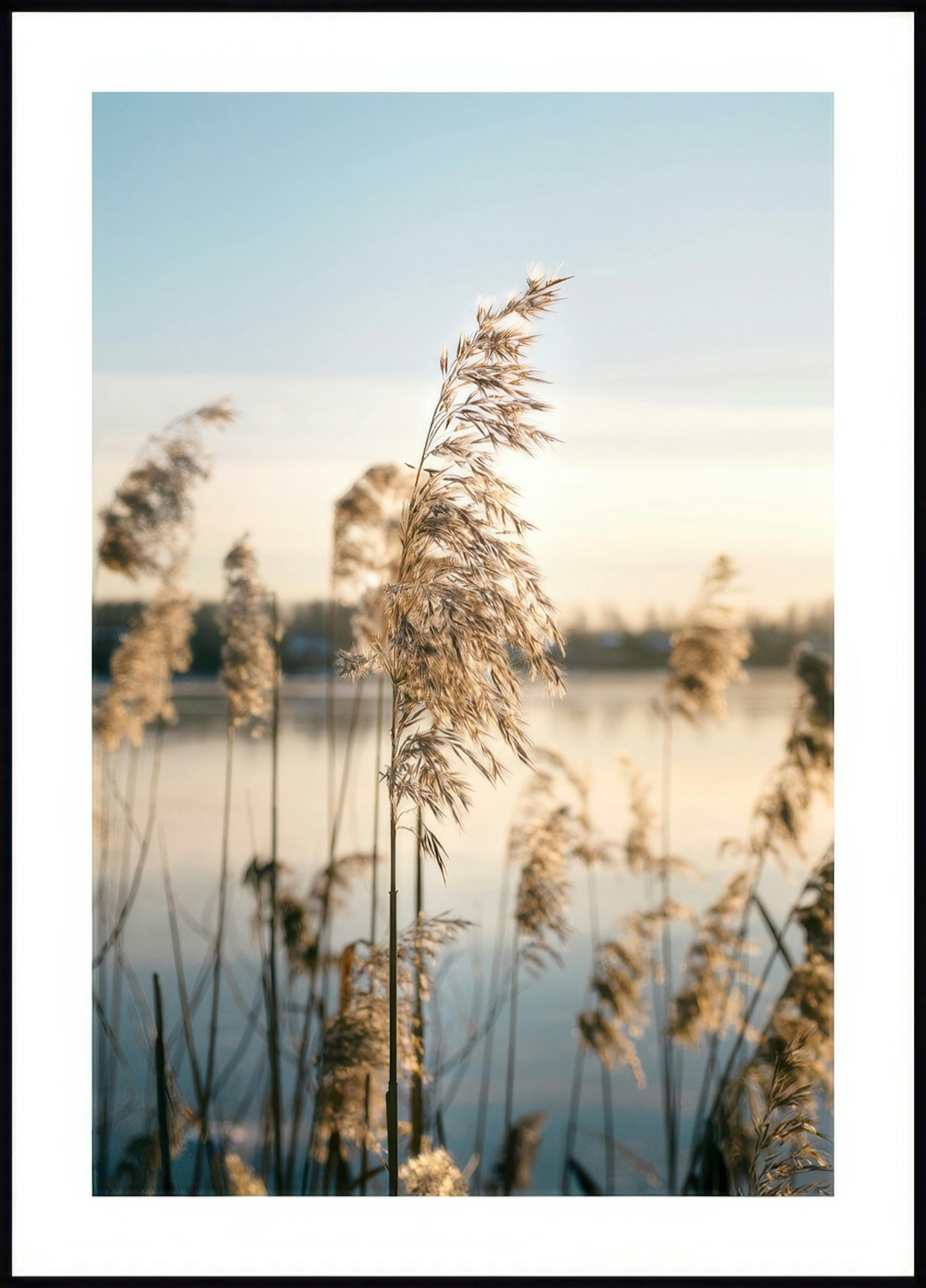 Calm Lake Reed Poster 0