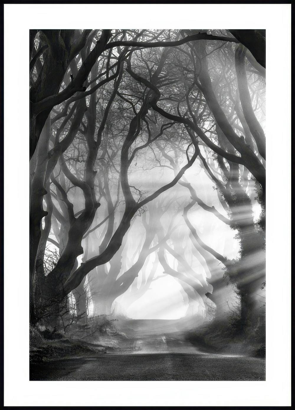 Dark Hedges Poster 0