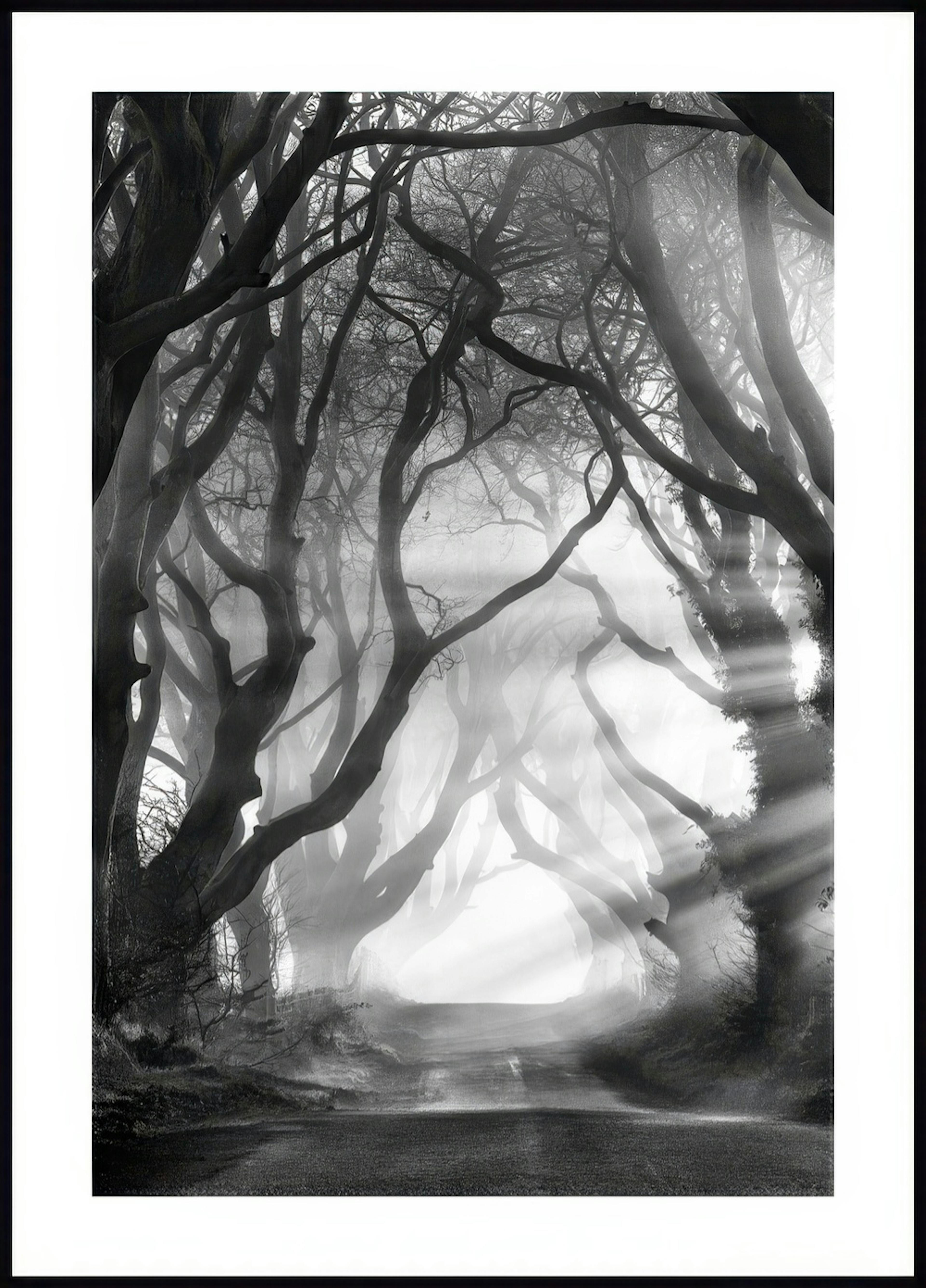 Dark Hedges Poster 0