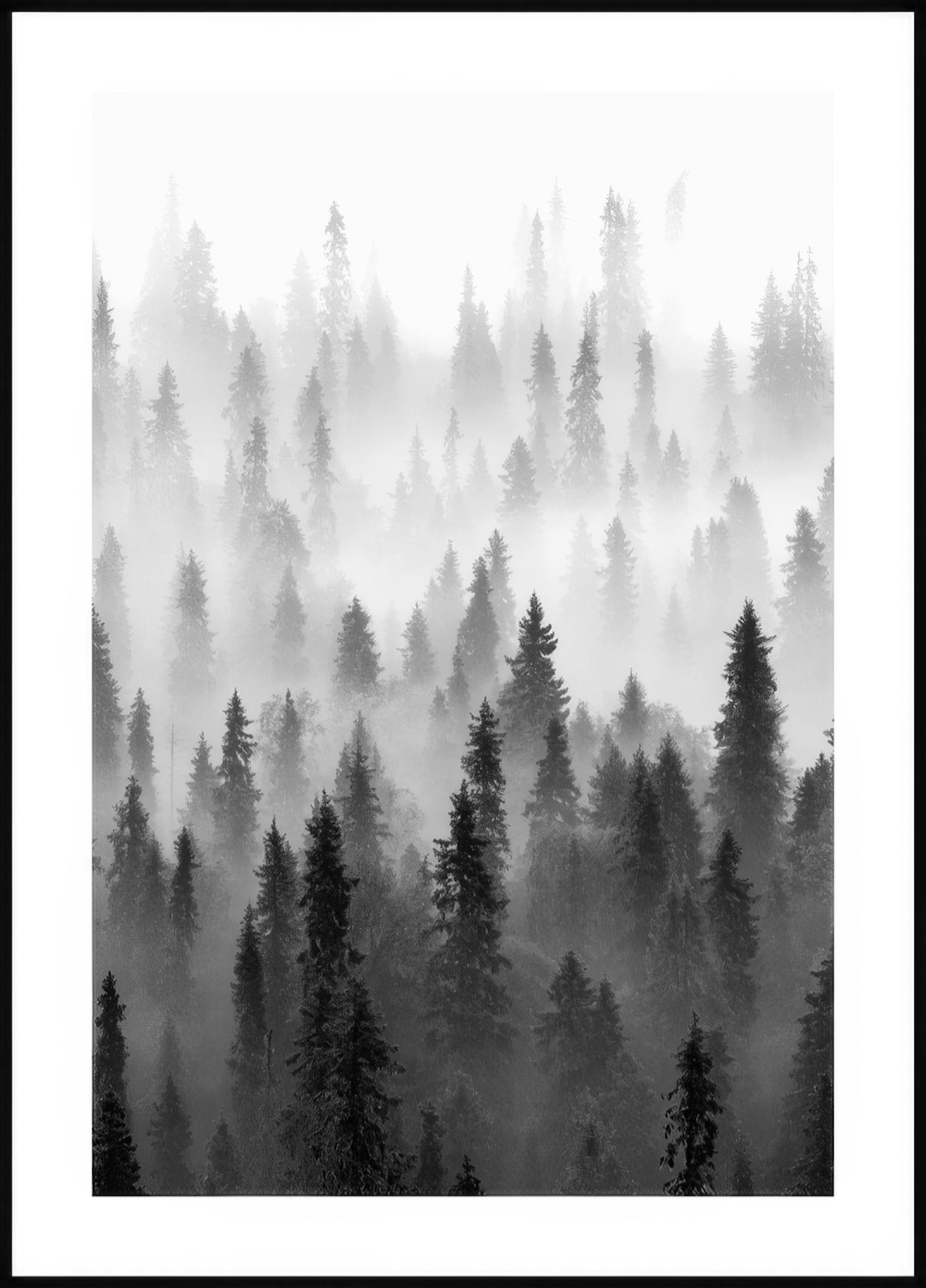 Tåke over Skogen Poster 0