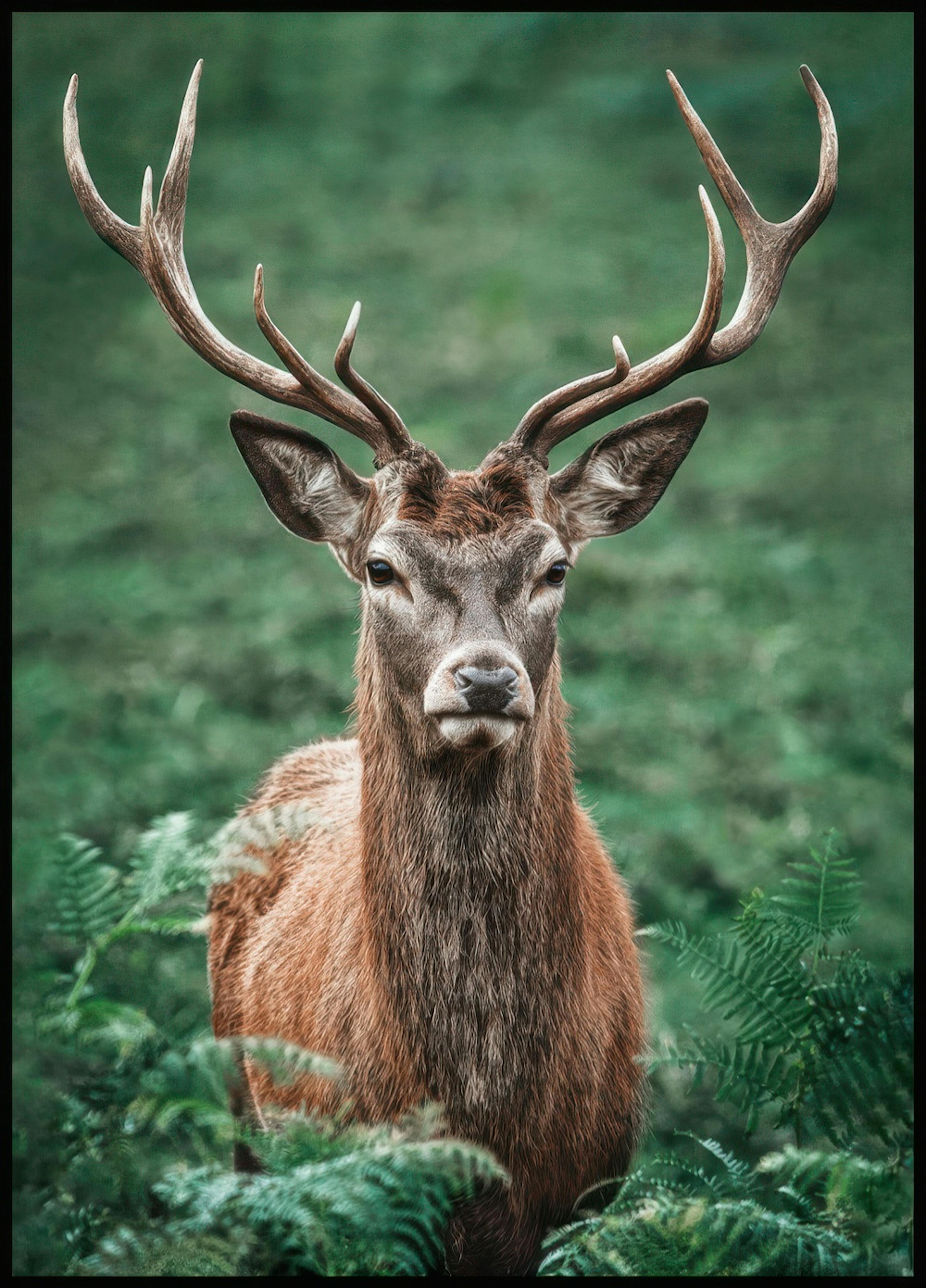 Majestic Stag Poster 0