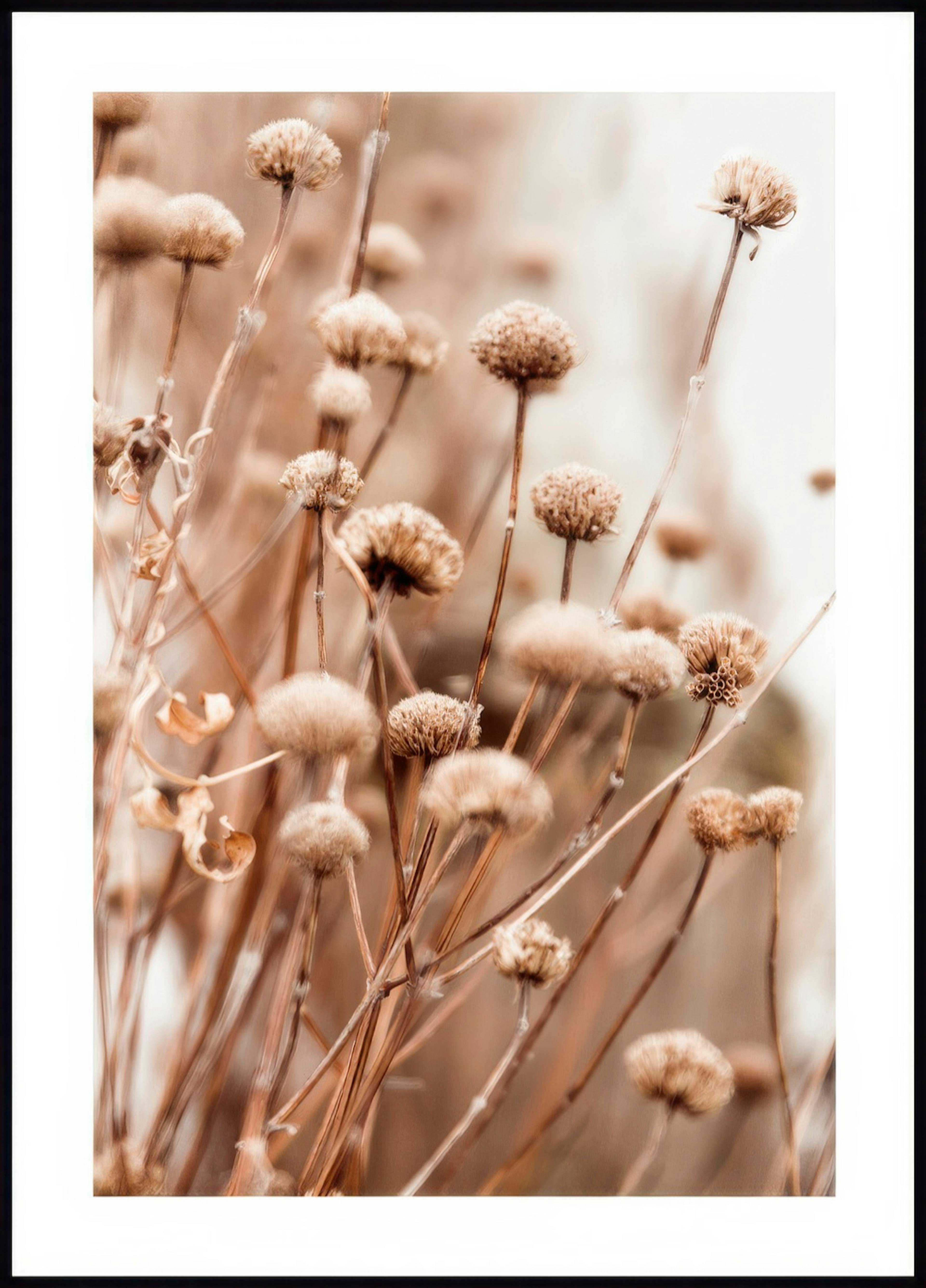 Zarte Trockenblumen Poster 0