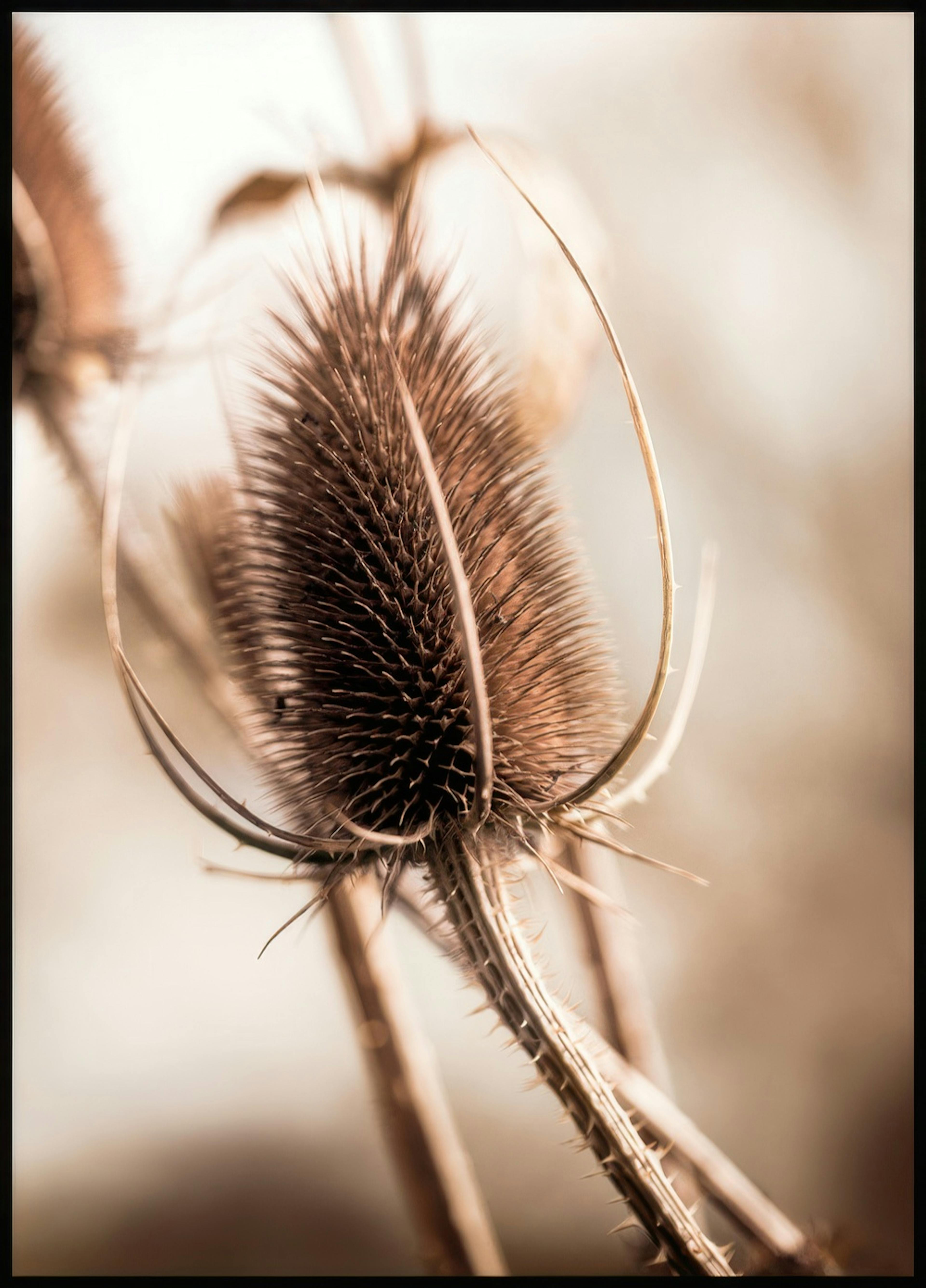 Distel Knospe Poster 0
