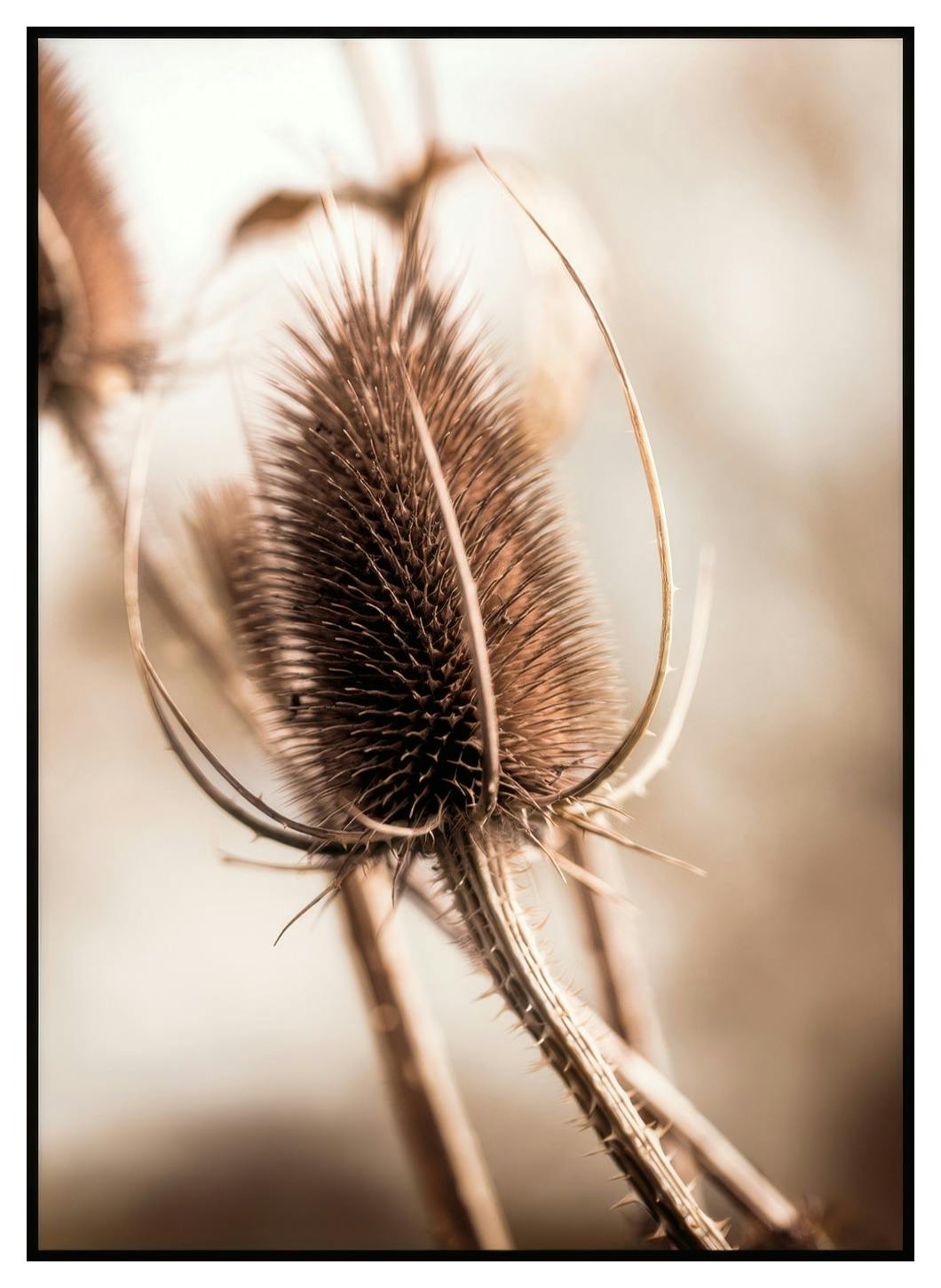 Plakat Oset (21x30 cm) - Poster Store