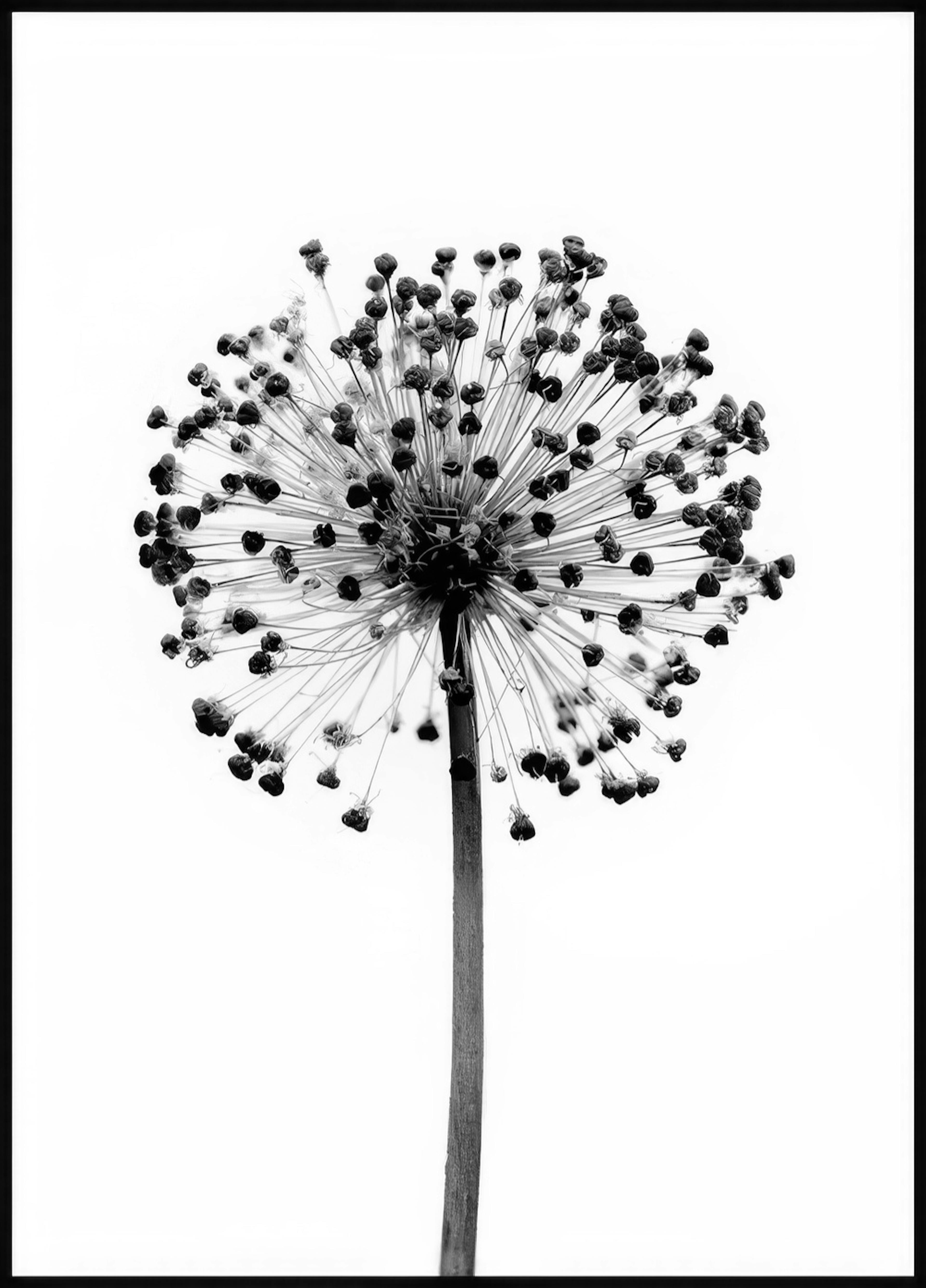 Dried Allium Flower Poster 0