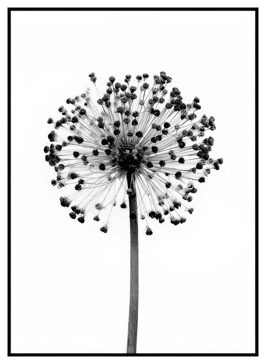 Gedroogde Allium Bloem Poster (21x30 cm) - Poster Store