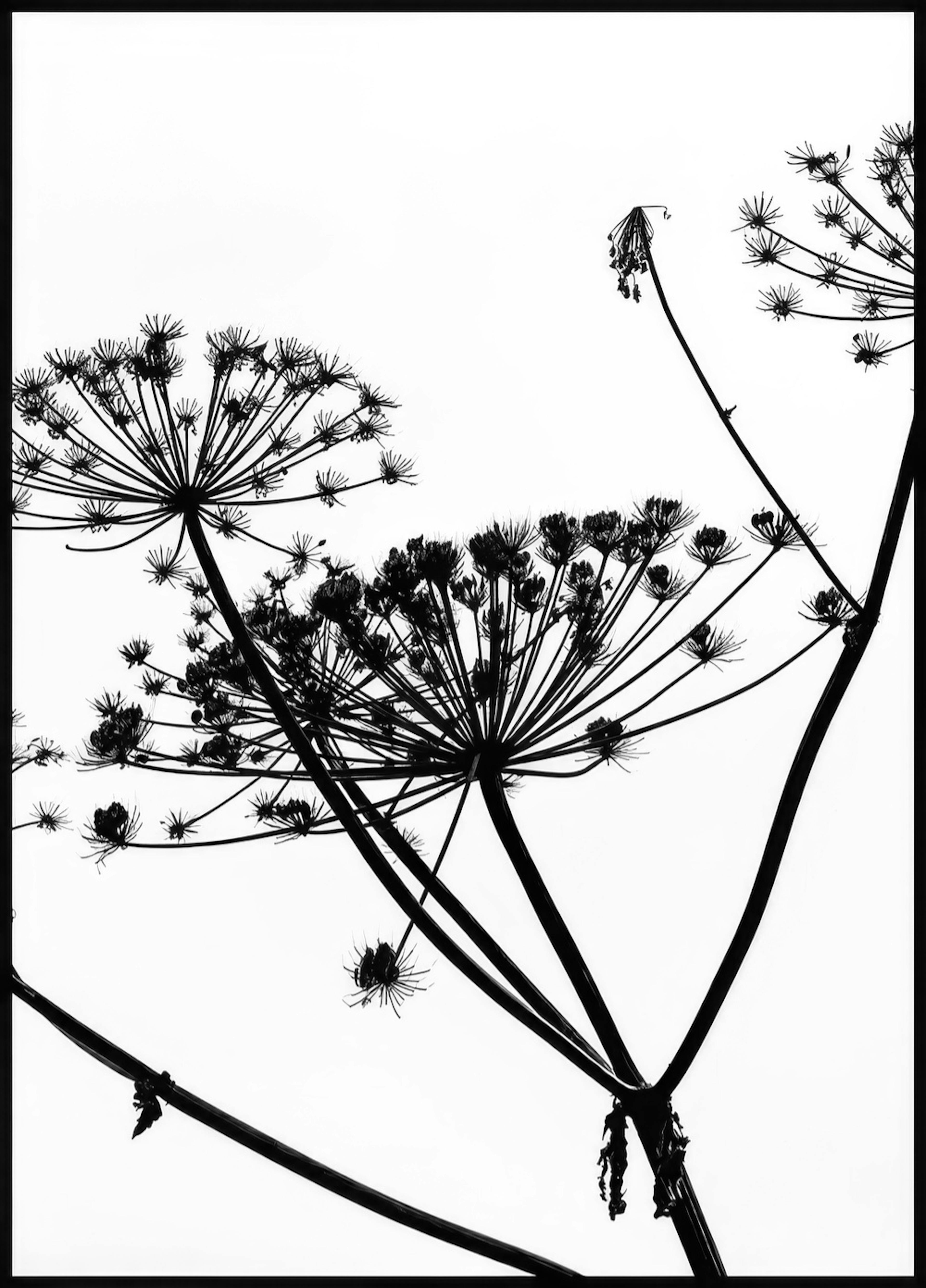 Trockenblume Silhouette Poster 0