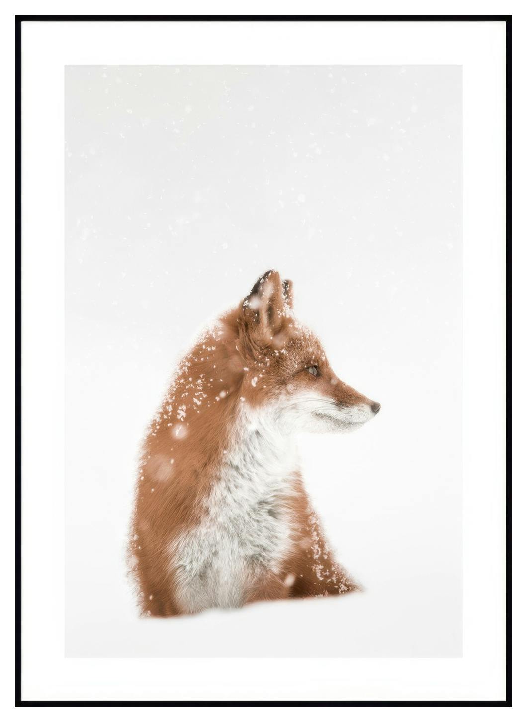Vos in de Sneeuw Poster (30x40 cm) - Poster Store