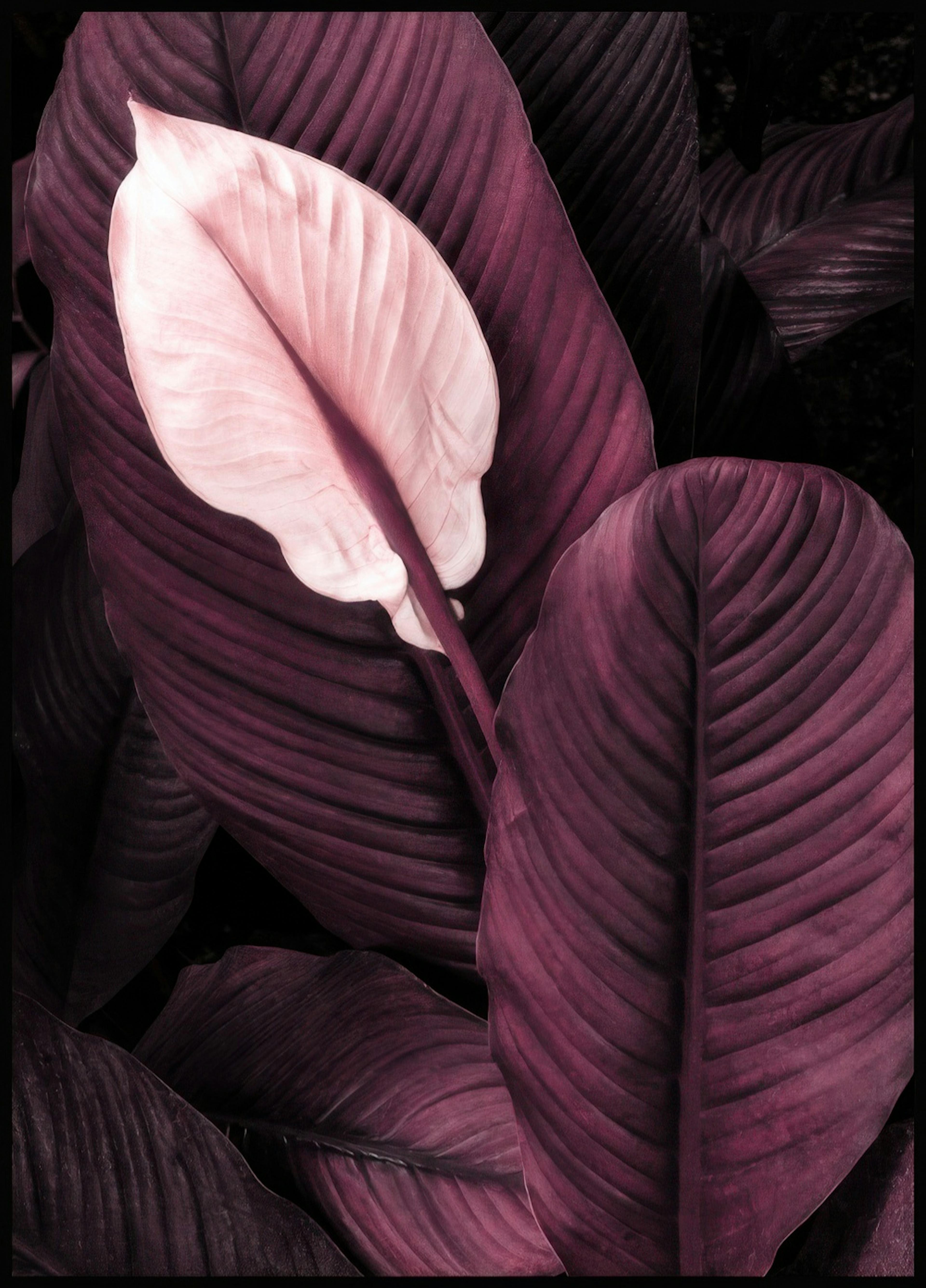 Purple Leaves No1 Poster 0