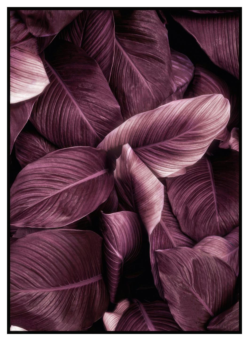 Plakat Fioletowe Liście No2 (30x40 cm) - Poster Store