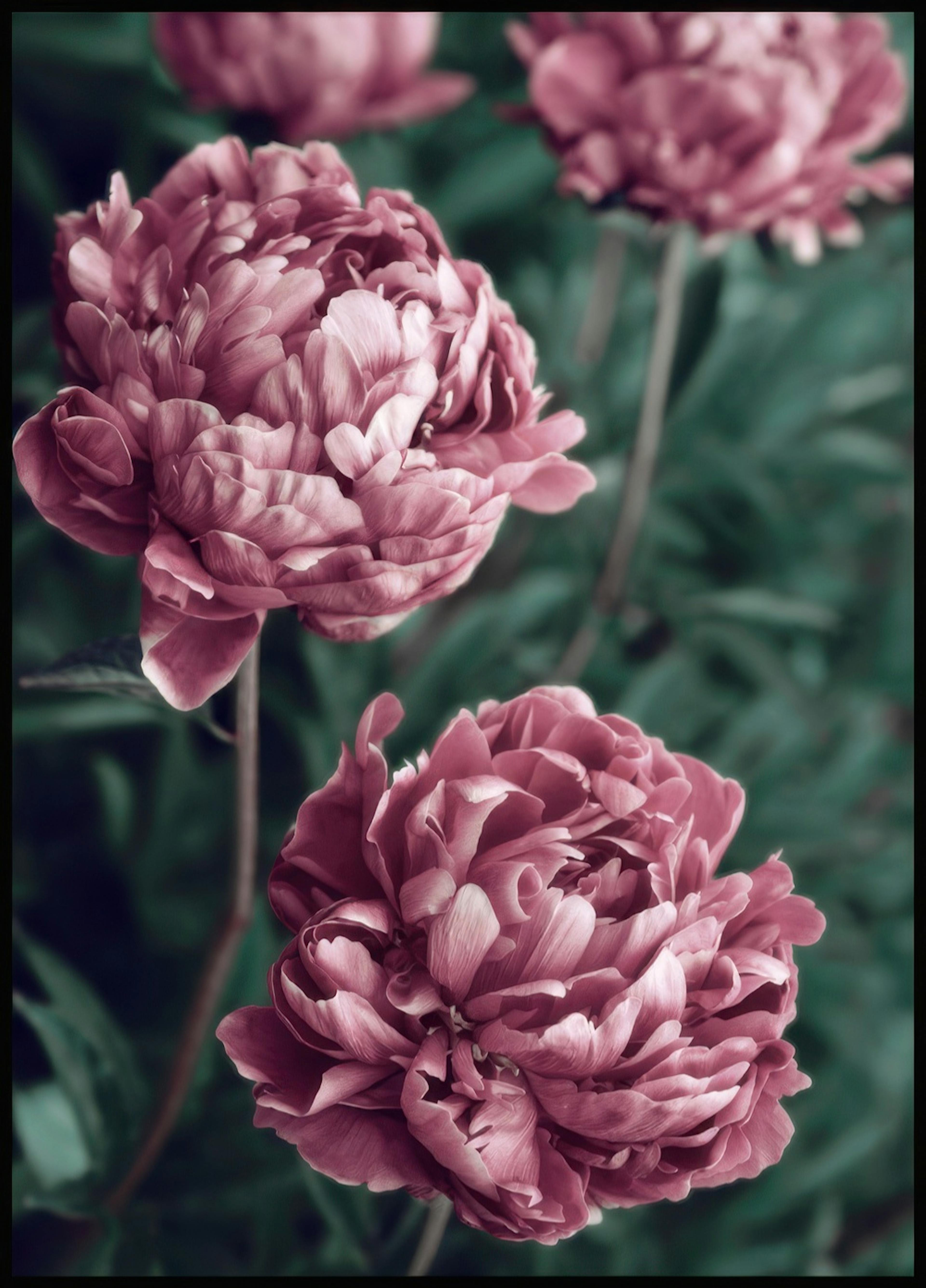 Pink Peonies in Bloom Poster 0