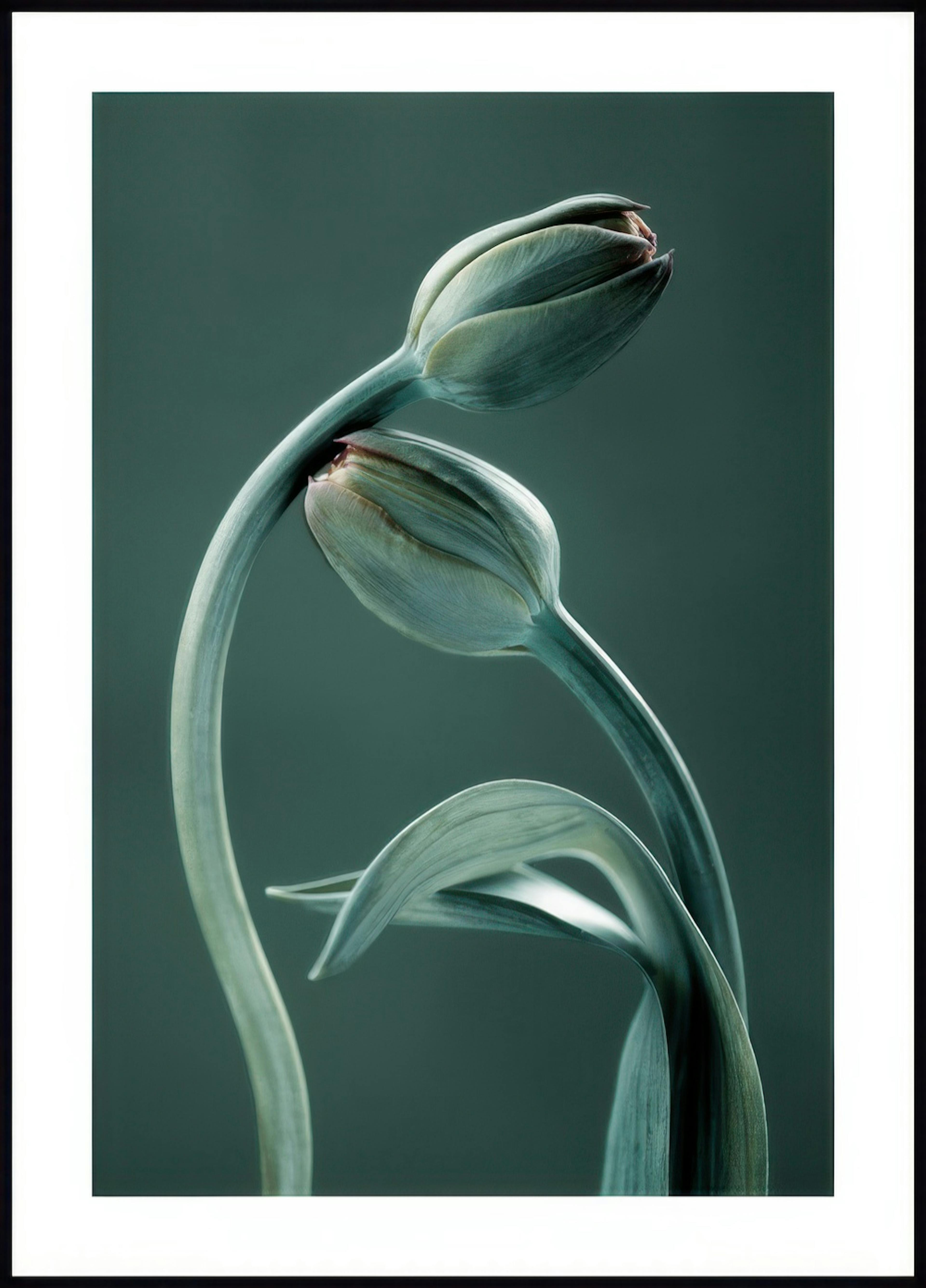 Tulip Buds Poster 0