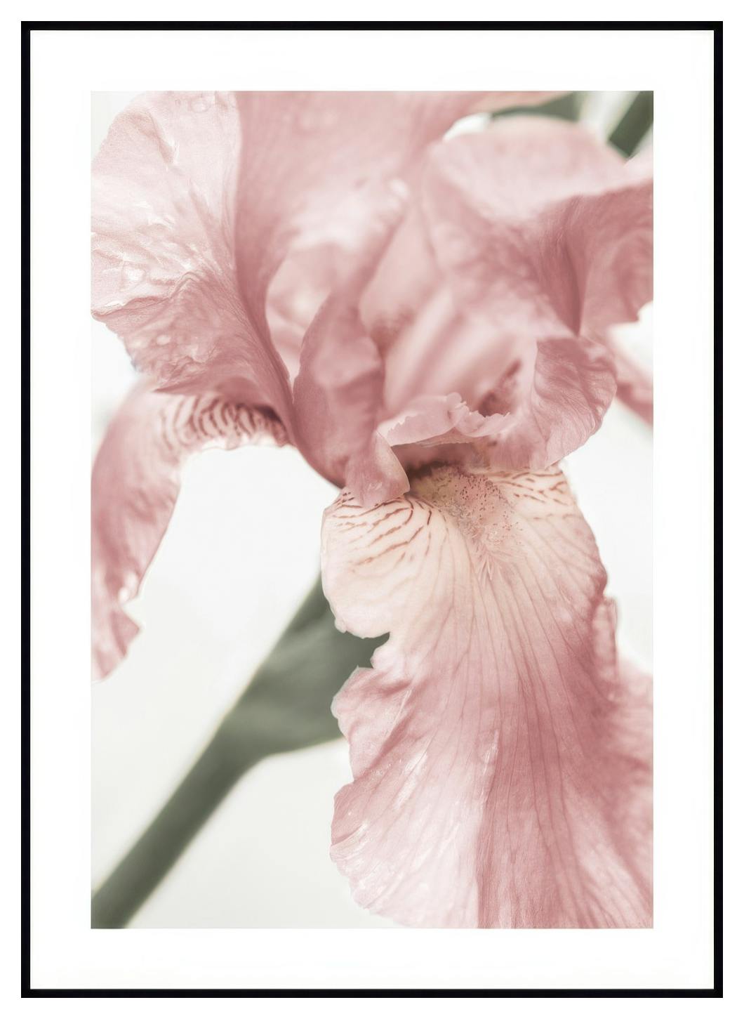 Rosa Blomma Detaljer Poster (30x40 cm) - Poster Store