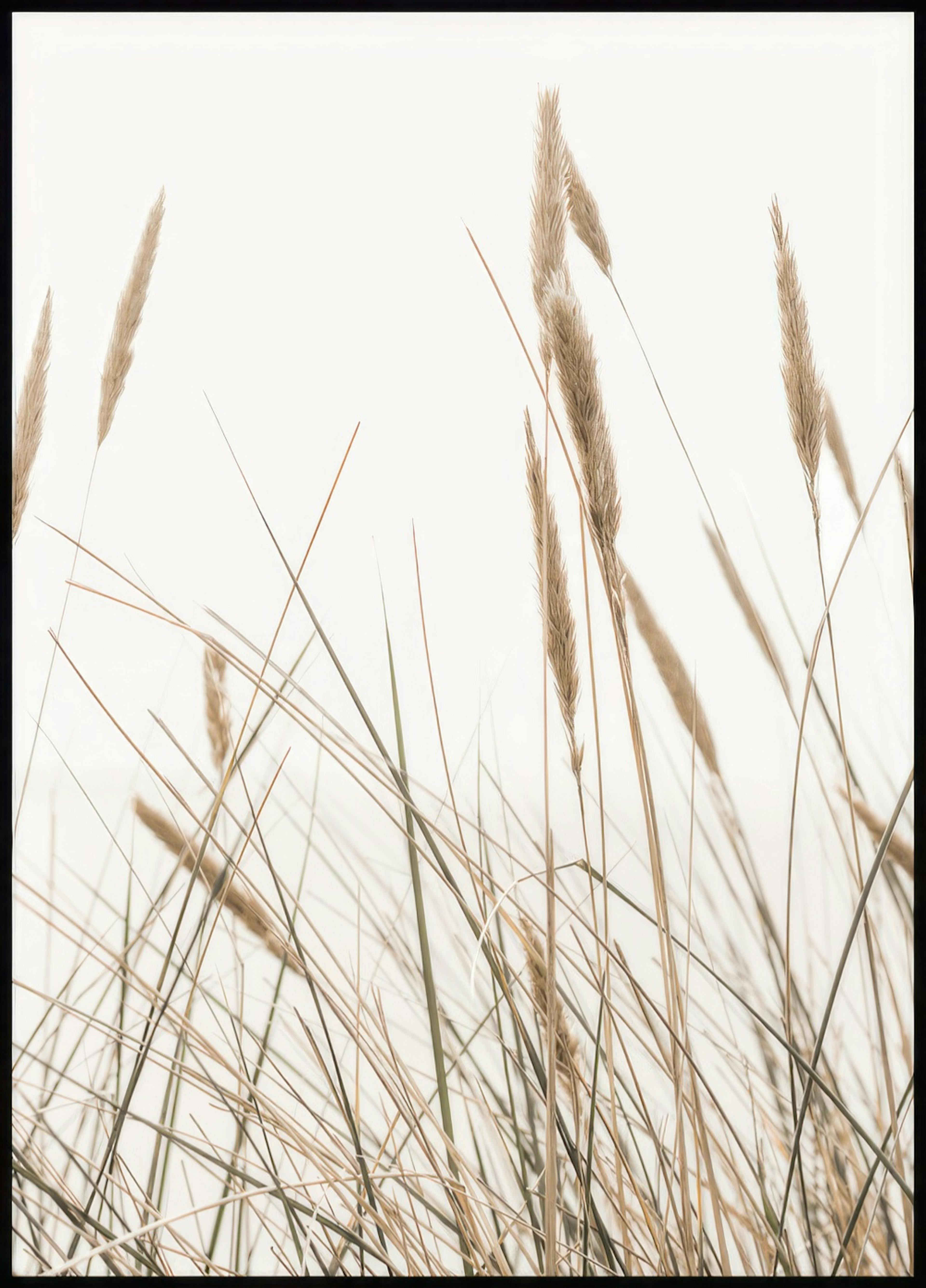 Schwankendes Schilf Poster 0