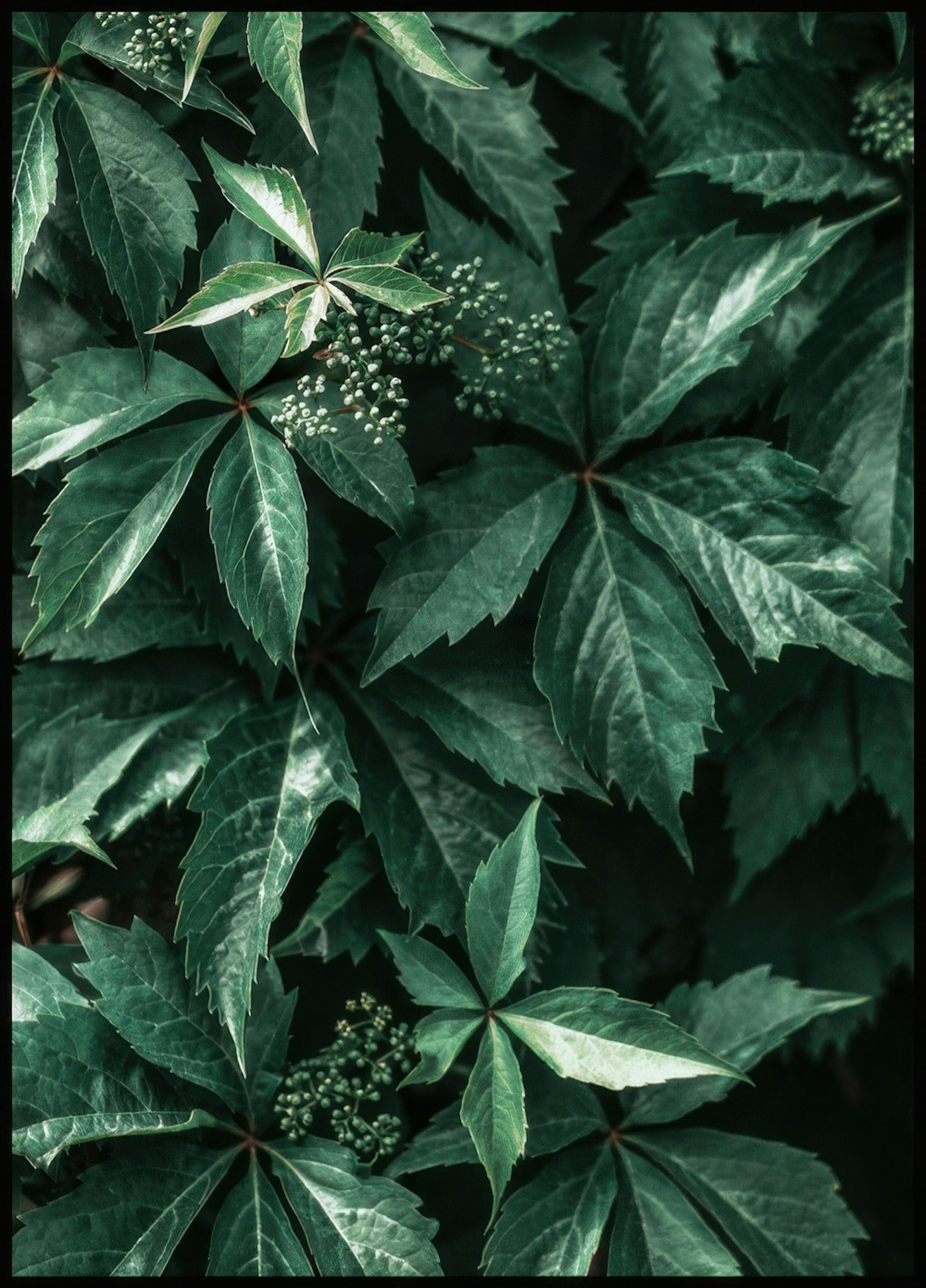 Wild Grape Leaves Poster 0
