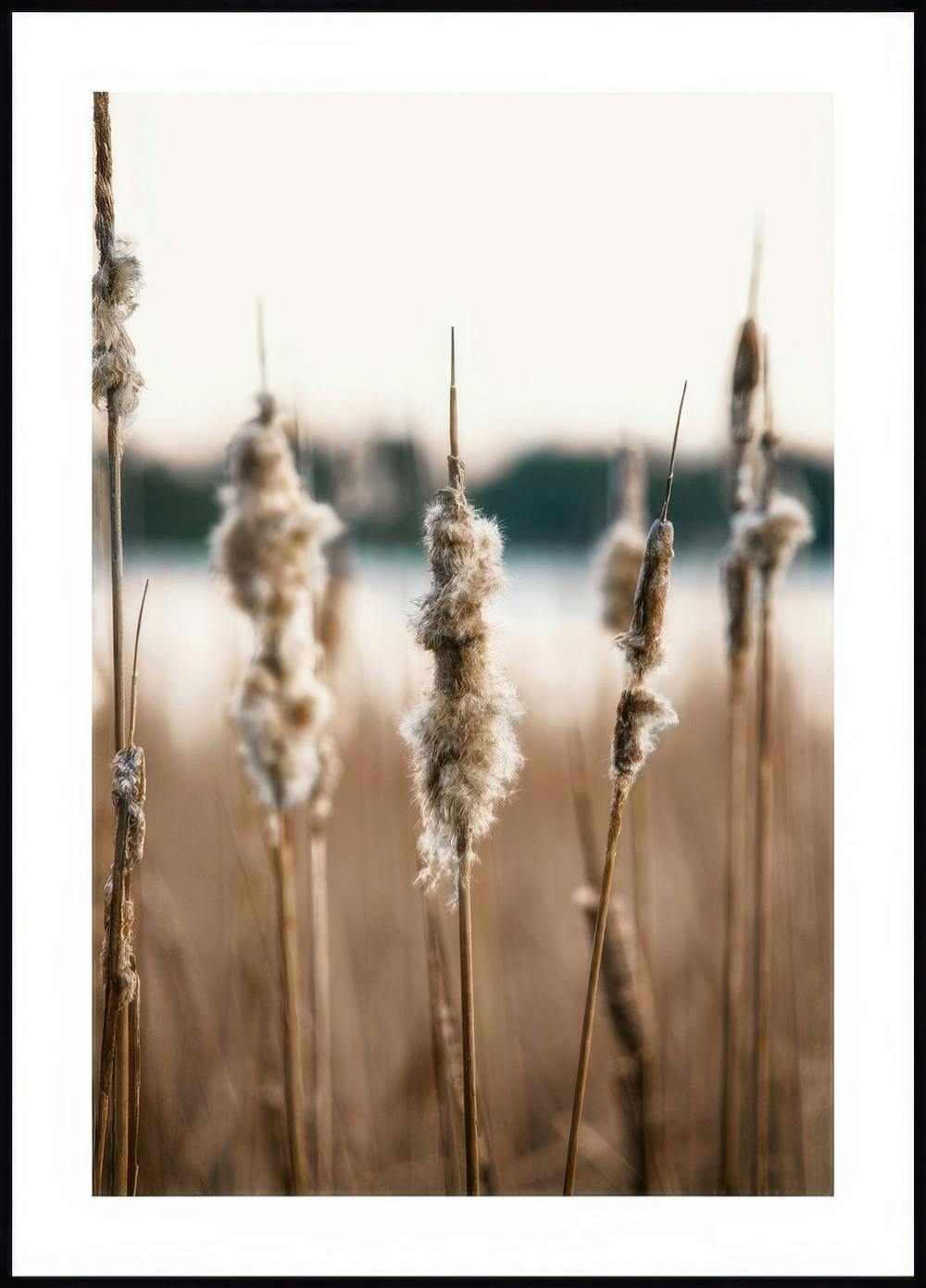 Dried Reedmace Poster 0