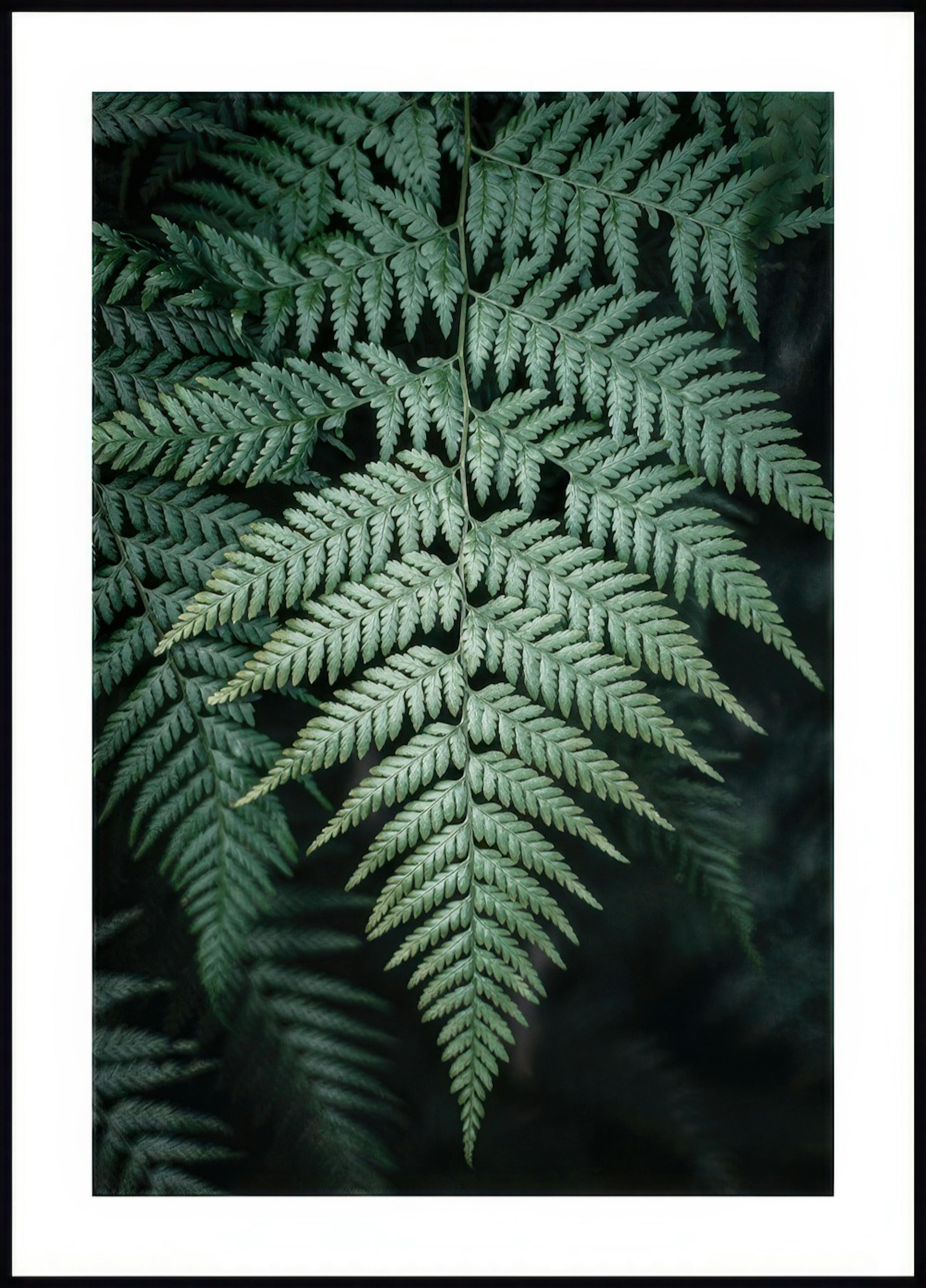 Wilder Farn Poster 0
