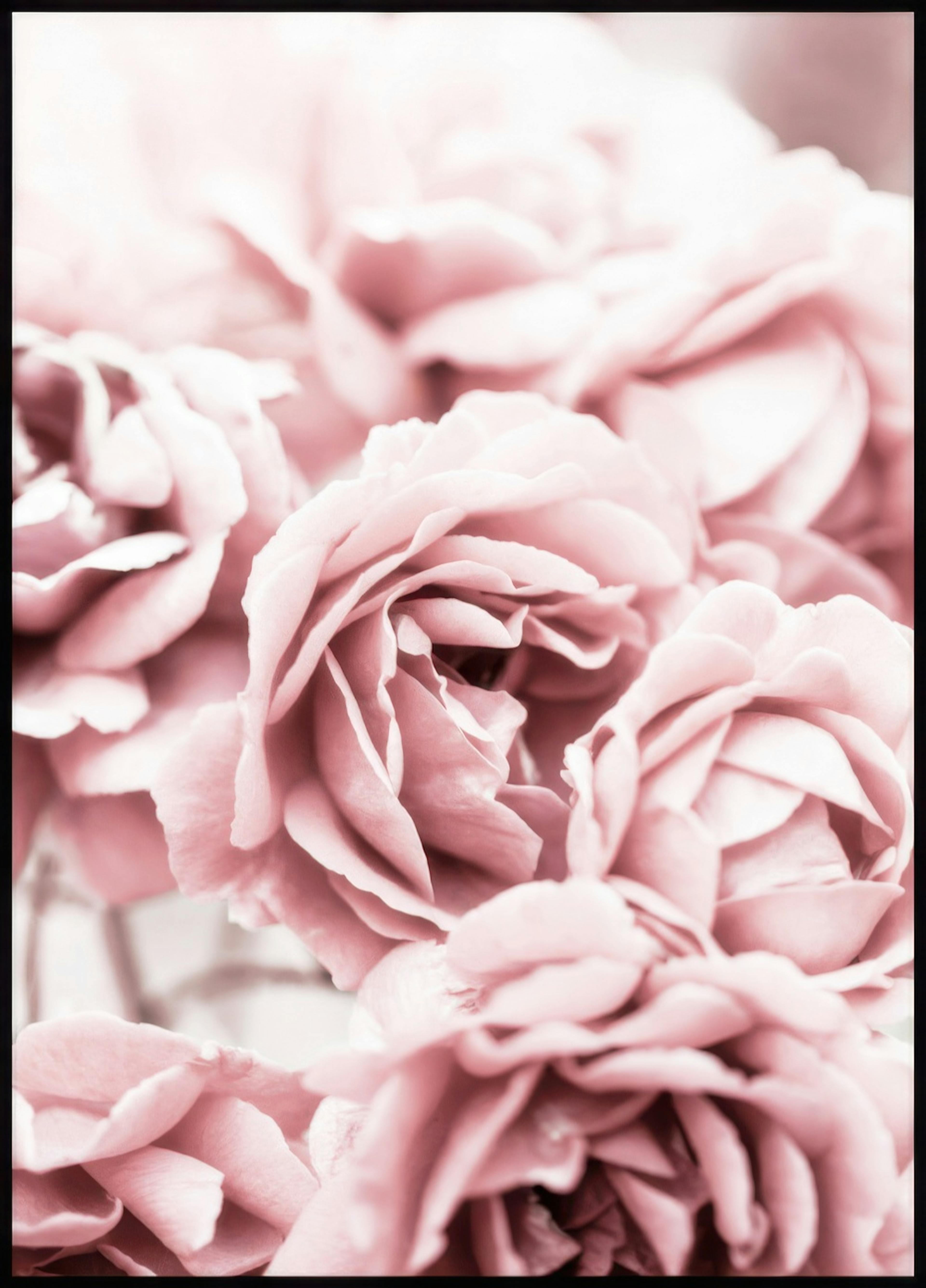 Blooming Pink Roses Poster 0