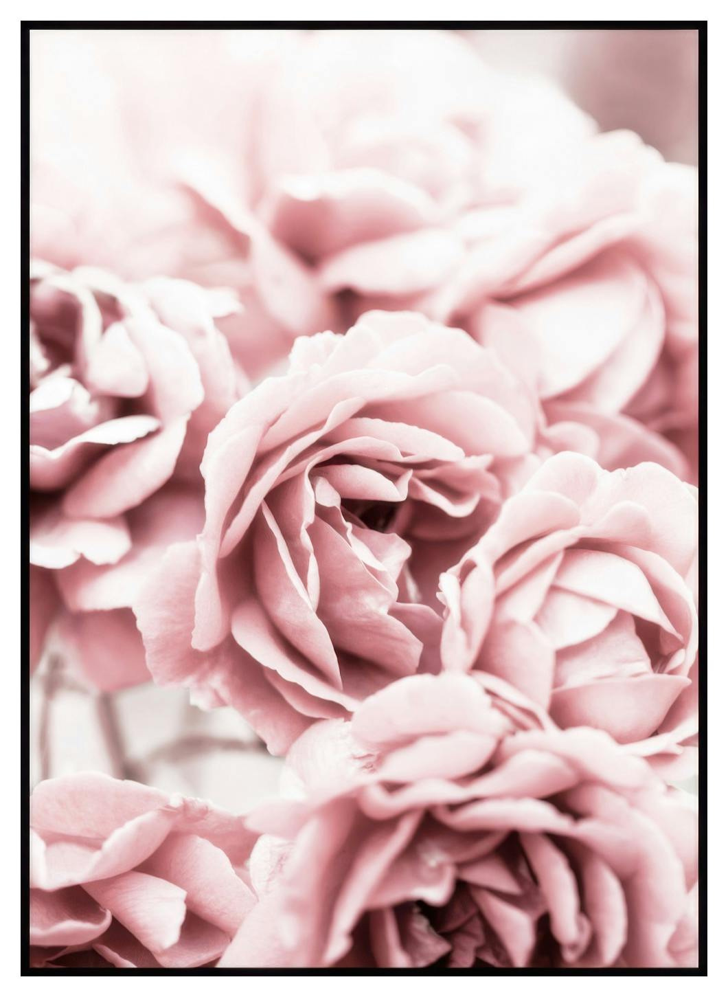 Plakat Kwitnące Różowe Róże (21x30 cm) - Poster Store