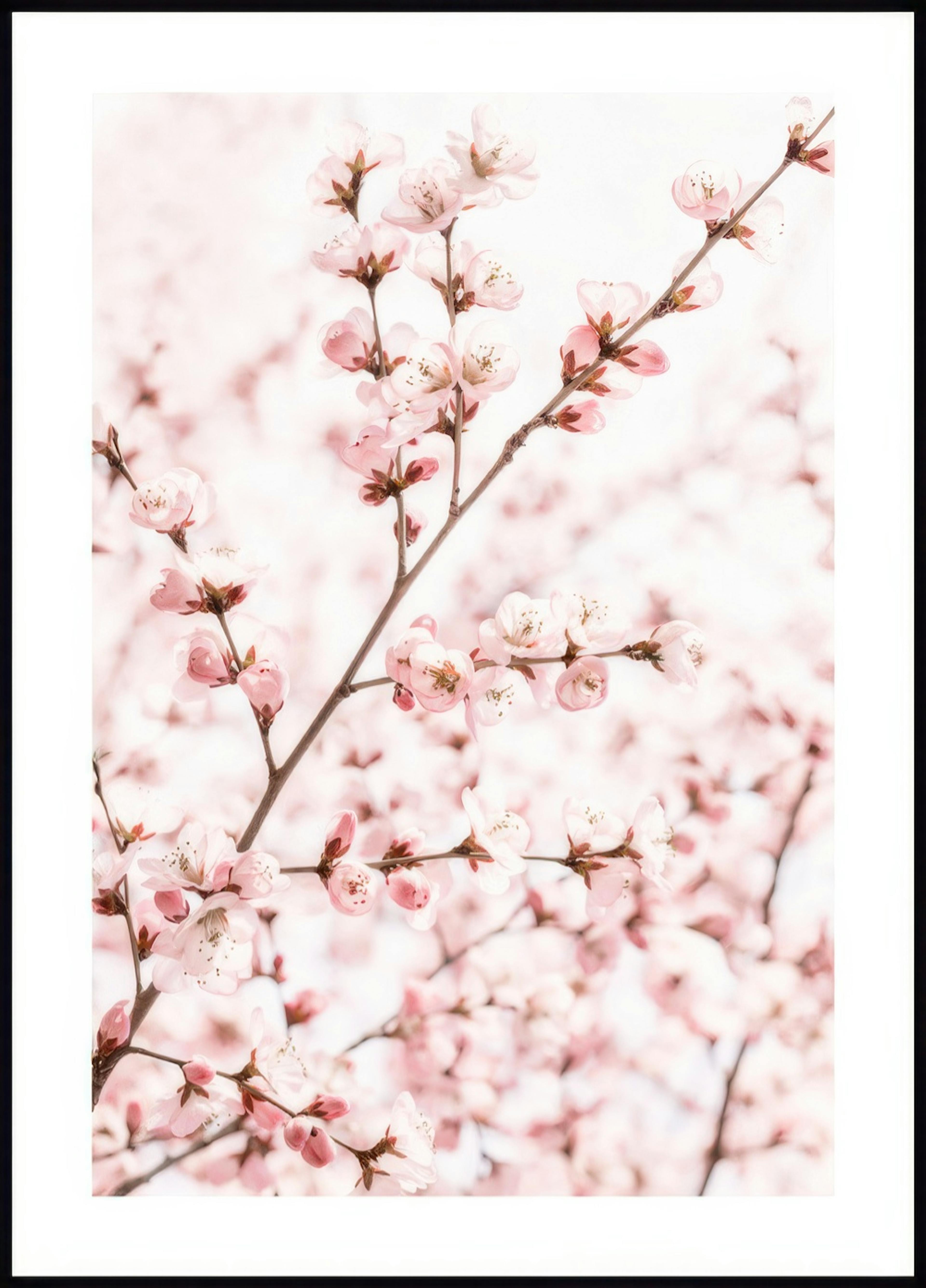 Peach Blossom Poster 0