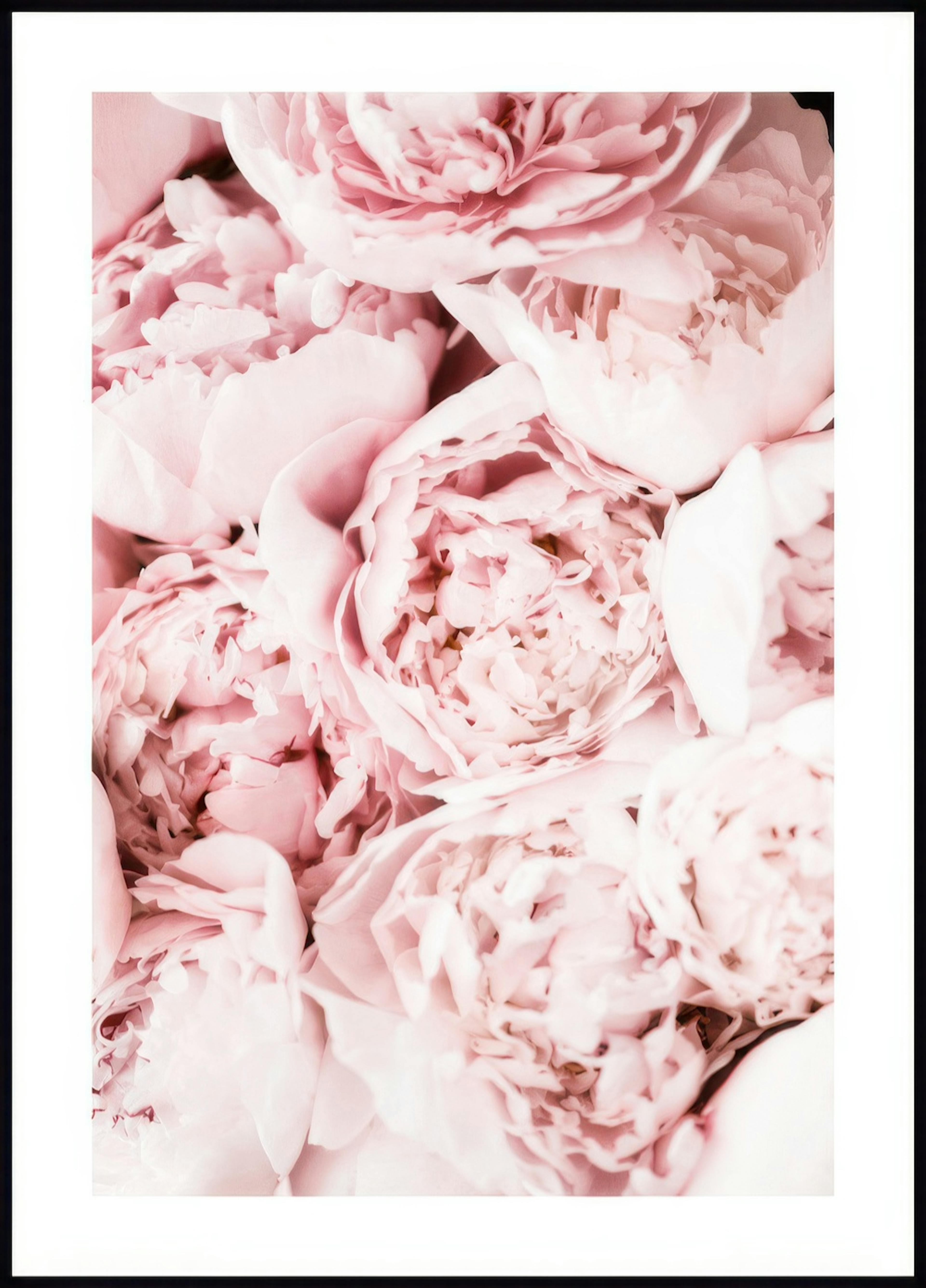 Light Pink Peonies Poster 0