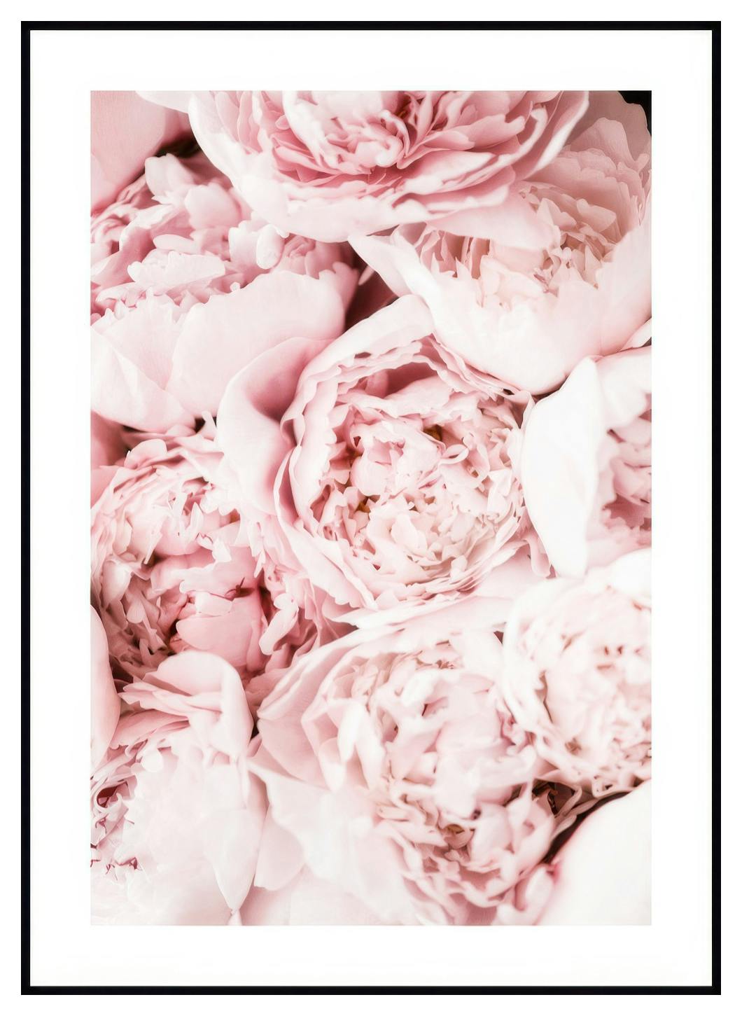 Lichtroze Pioenrozen Poster (50x70 cm) - Poster Store