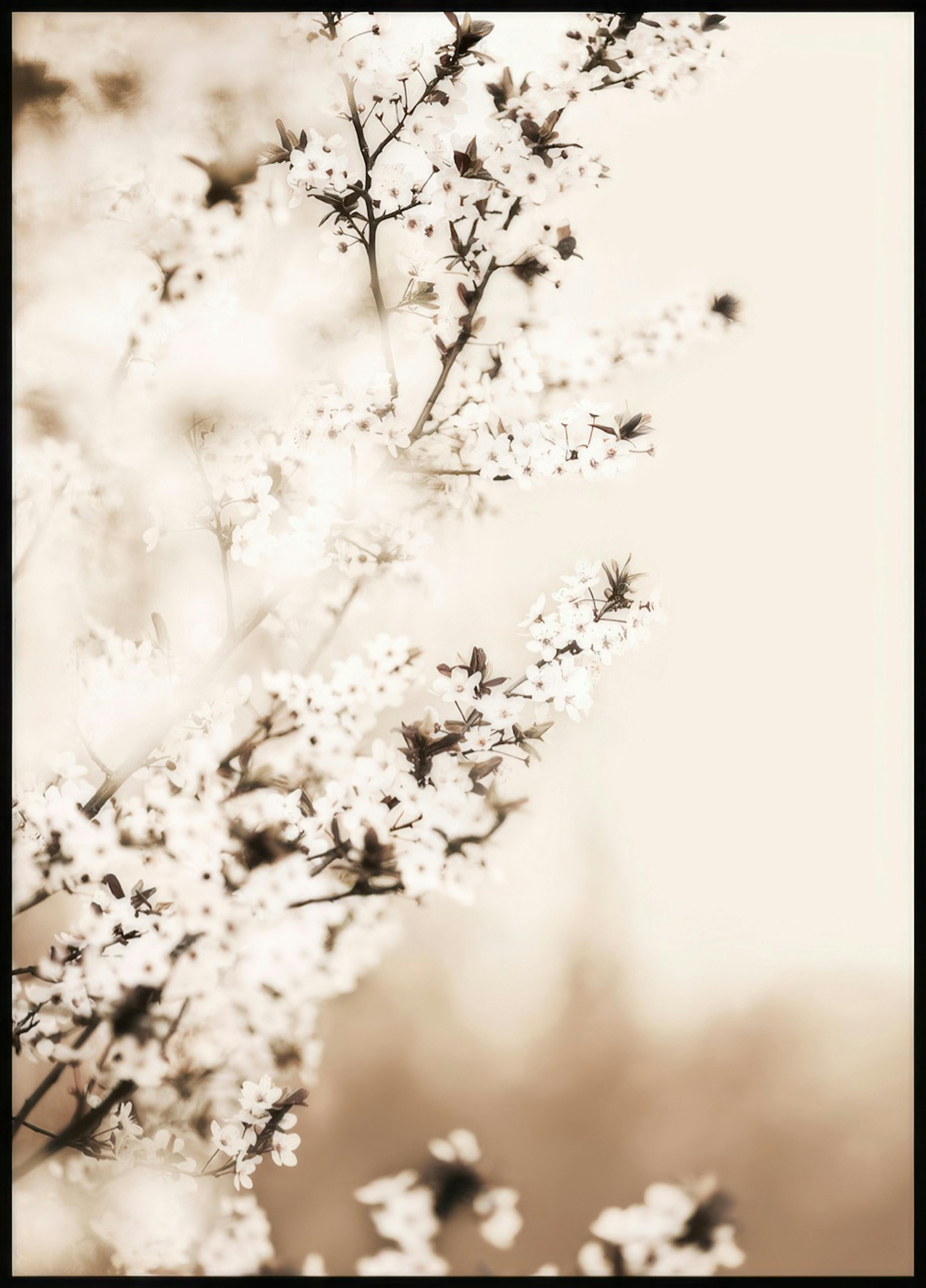 Flor del Cerezo Blanca Póster 0