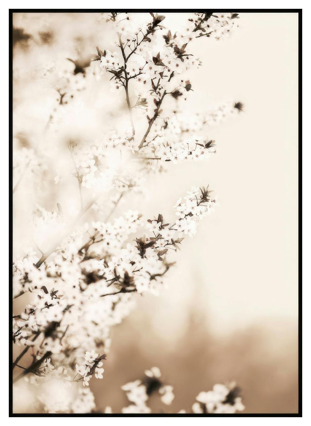 Fiori di Ciliegio Bianco Poster (30x40 cm) - Poster Store