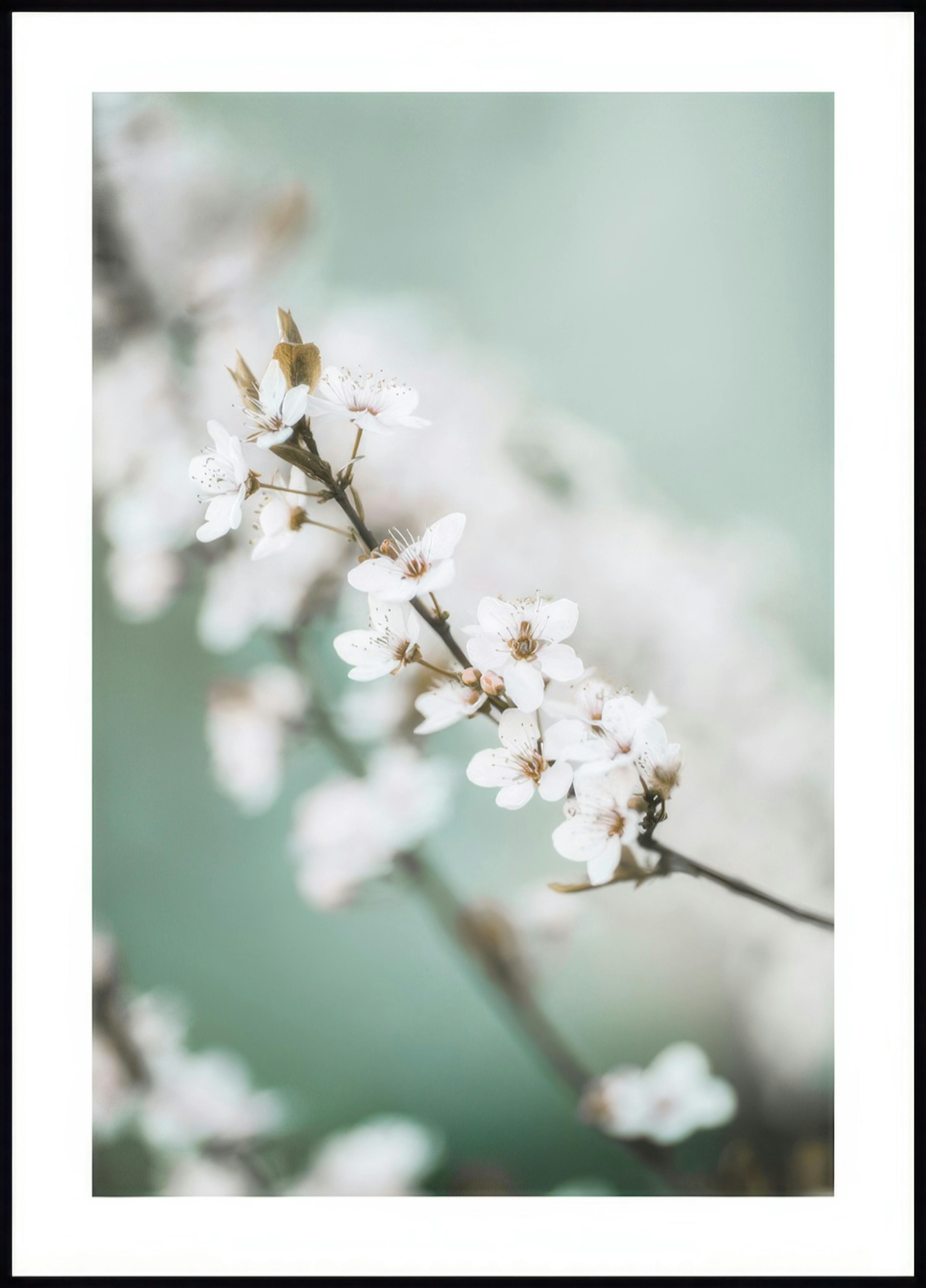 Fleur de Cerisier Printemps Poster 0